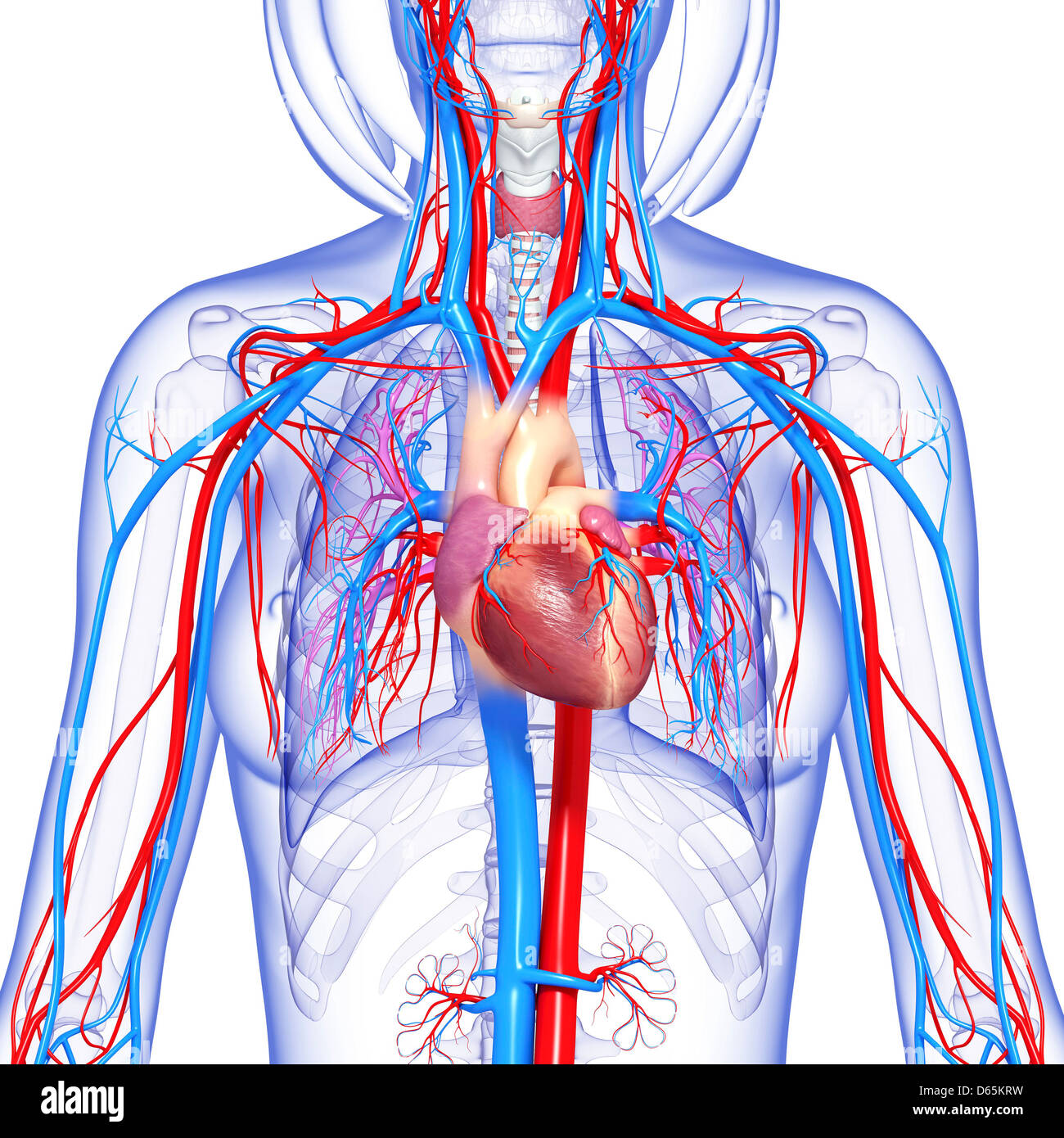 Female cardiovascular system, artwork Stock Photo