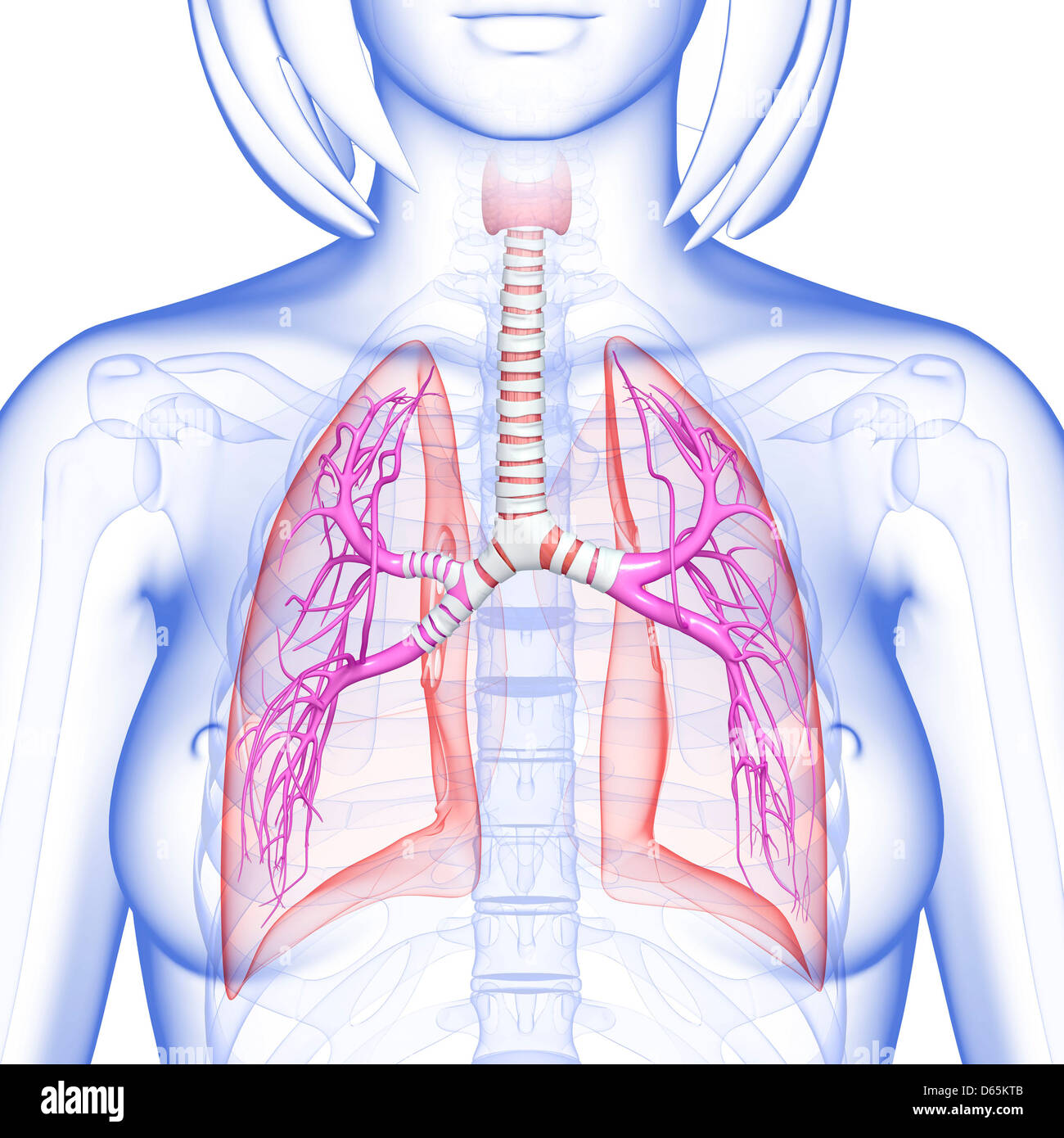 Illustration of female chest and body organs Stock Photo - Alamy