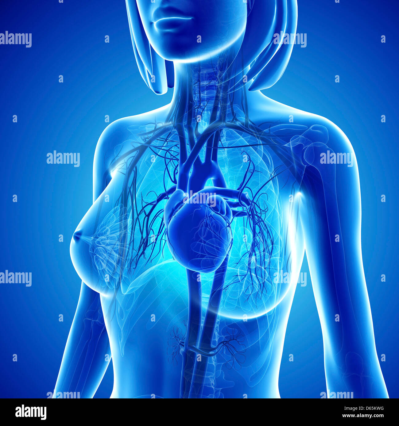 Female cardiovascular system, artwork Stock Photo
