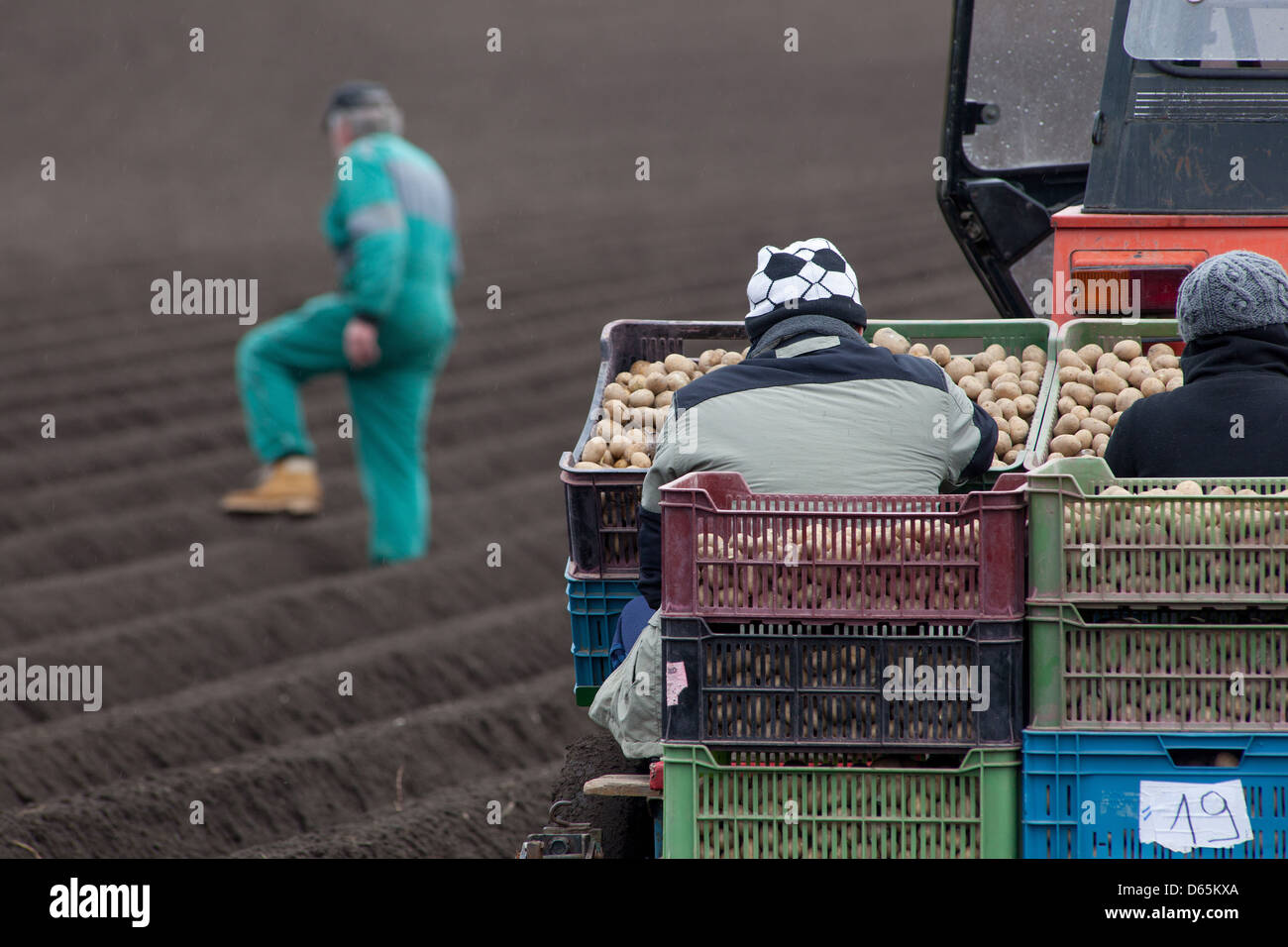 Spring planting potatoes in rows, Czech Republic Farmer Stock Photo