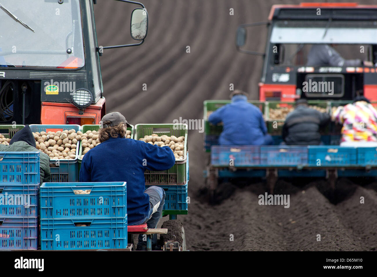 Spring planting potatoes in rows, Tractor farmers, Czech Republic farmer Stock Photo