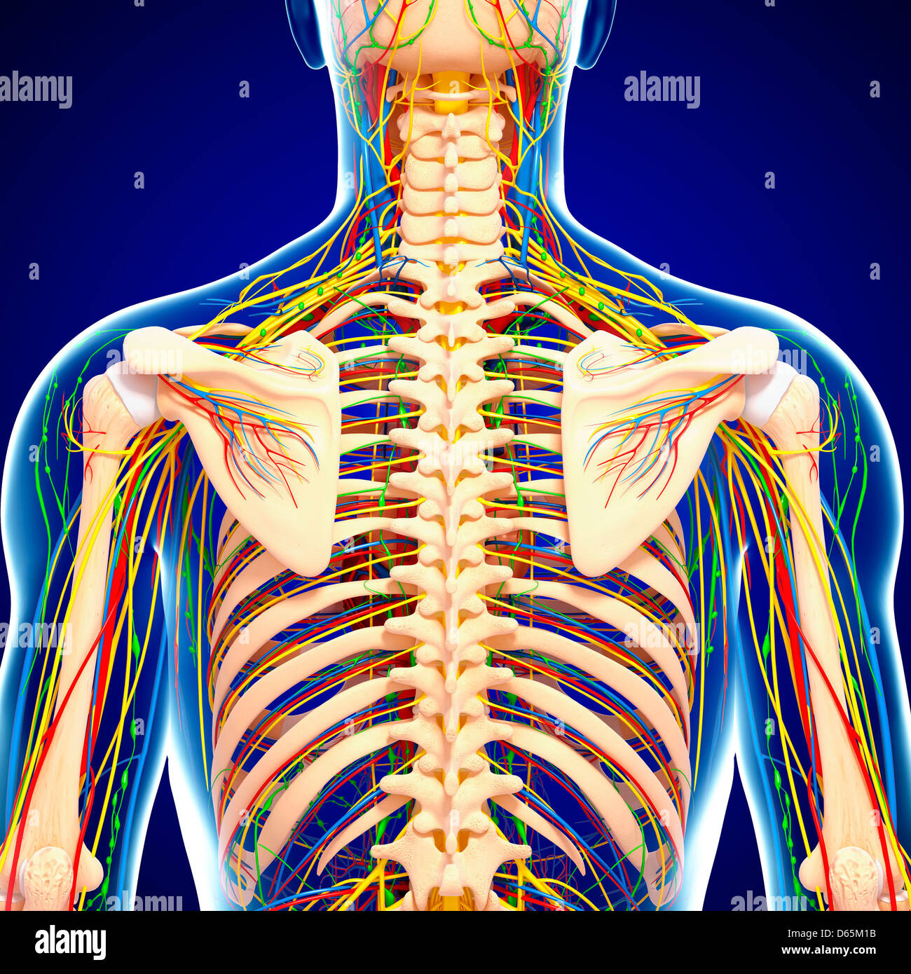 Back anatomy, artwork Stock Photo