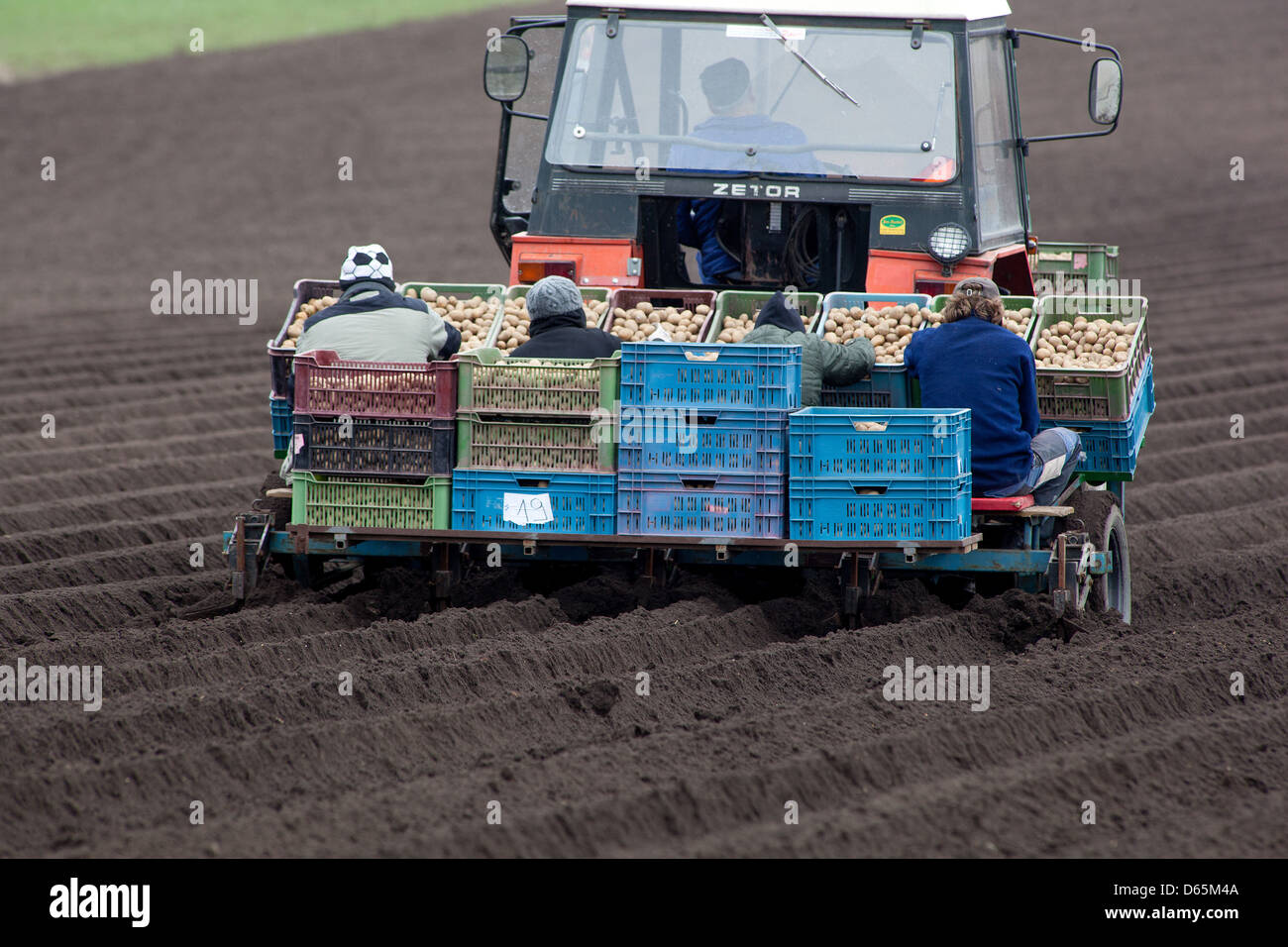 Spring planting potatoes in rows,Tractor farmer, Czech Republic farmer Stock Photo