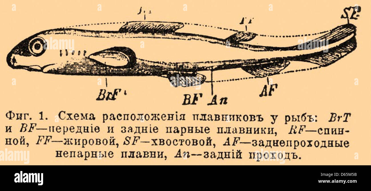 Какие плавники рыбы парные какие непарные. Передние и задние плавники у рыб. Плавниковая формула у рыб. Функция хвостового плавника у рыб. Расположение плавников у рыб.