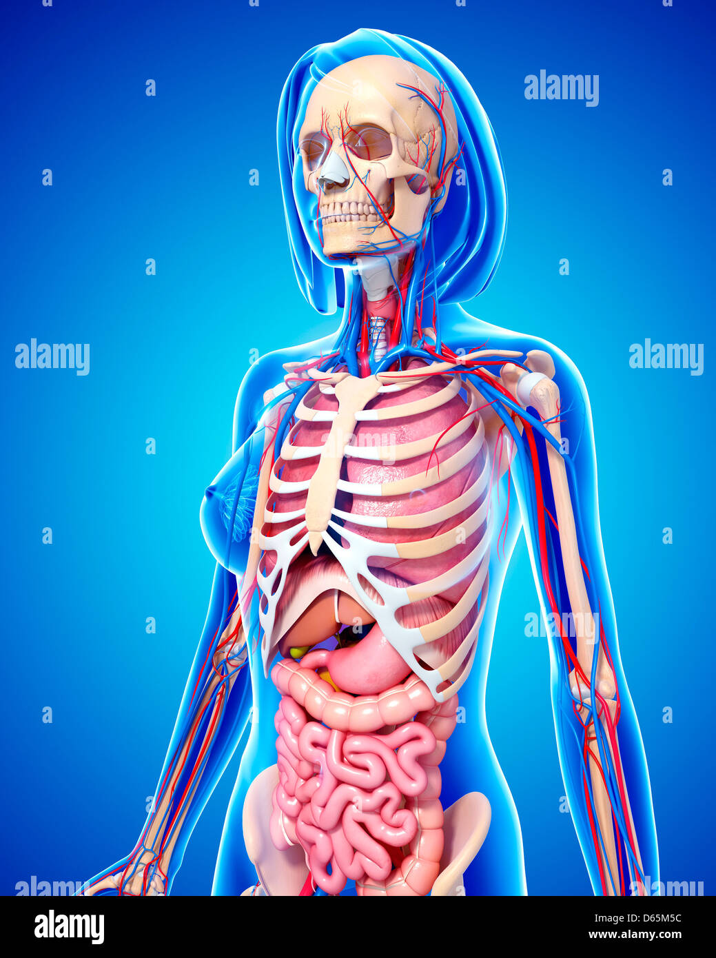 Female anatomy, artwork Stock Photo - Alamy
