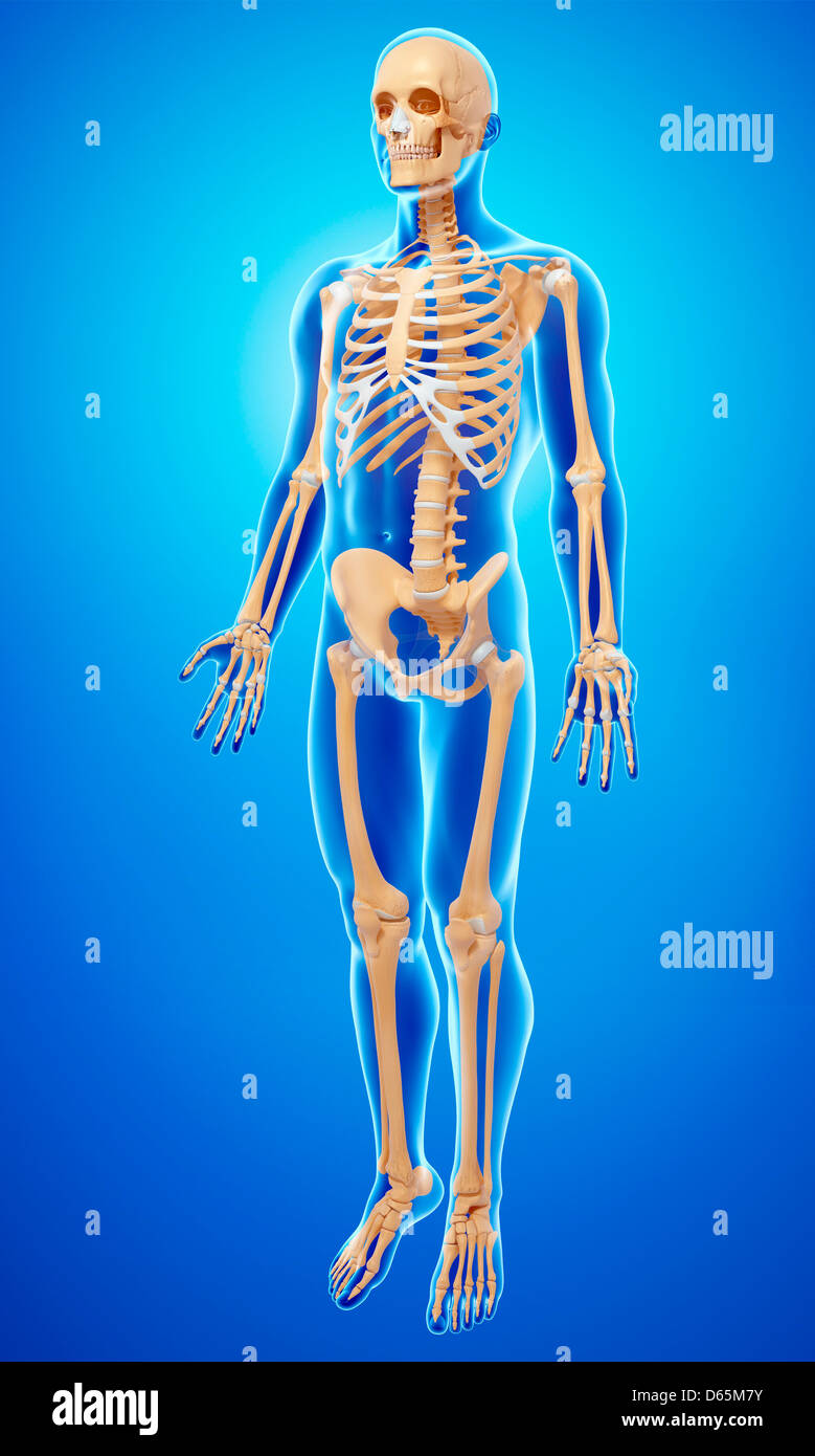 Male skeleton, artwork Stock Photo - Alamy