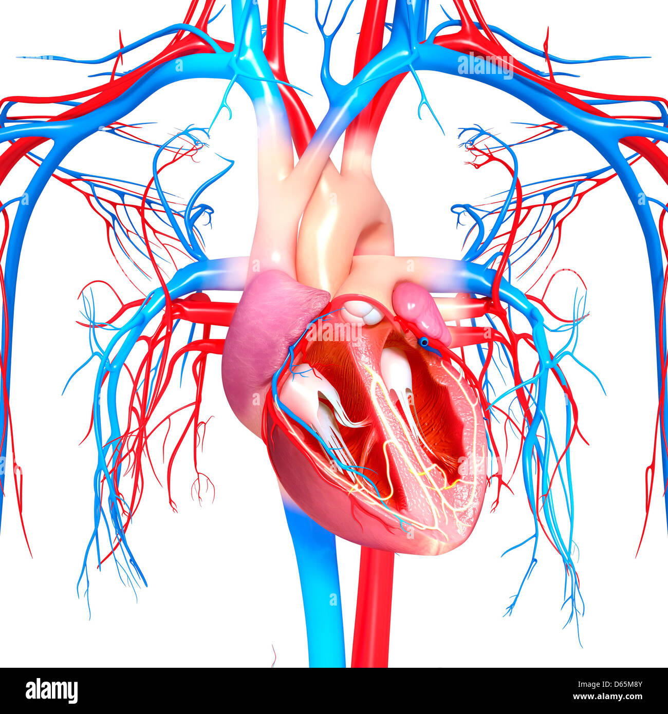 Cardiovascular system, artwork Stock Photo Alamy