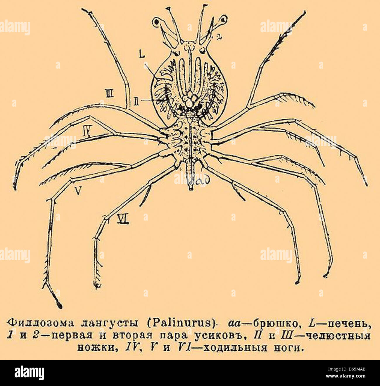 Три пары ходильных ног характерны для. Phyllosoma. Филлозома лангуста. Филлосома. 3 Пары ходильных ног летает и пара длинных усов.