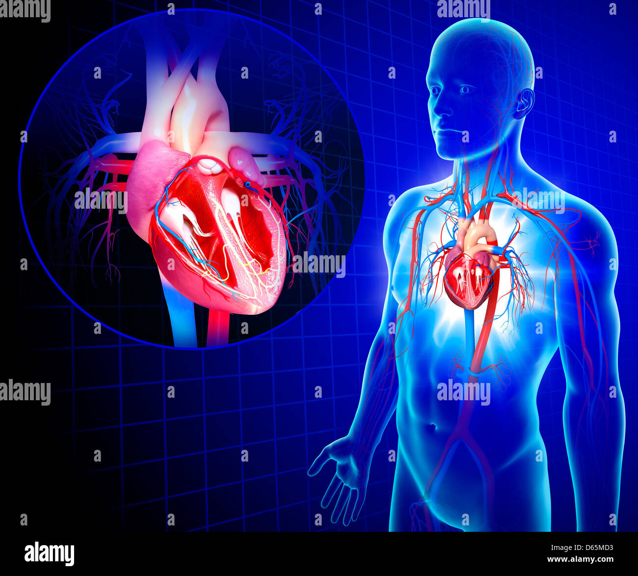 Human heart, artwork Stock Photo - Alamy