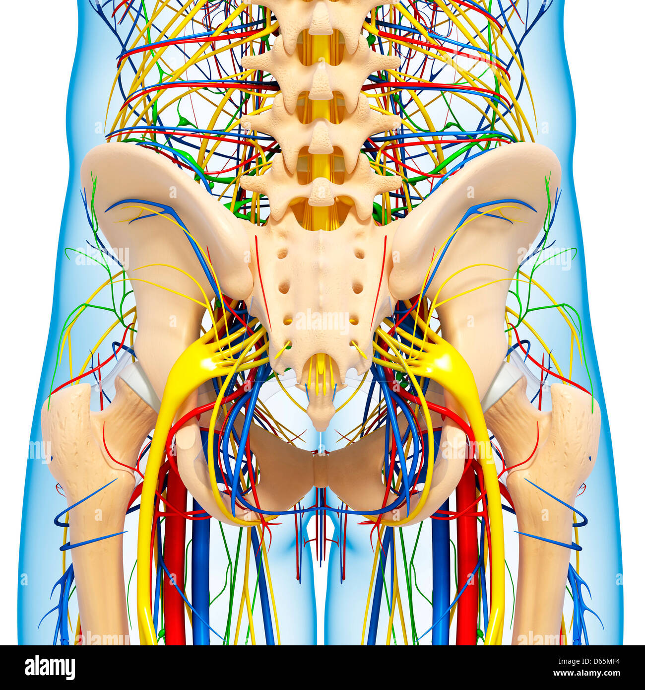 Lymph Nodes Of The Pelvis Hi res Stock Photography And Images Alamy