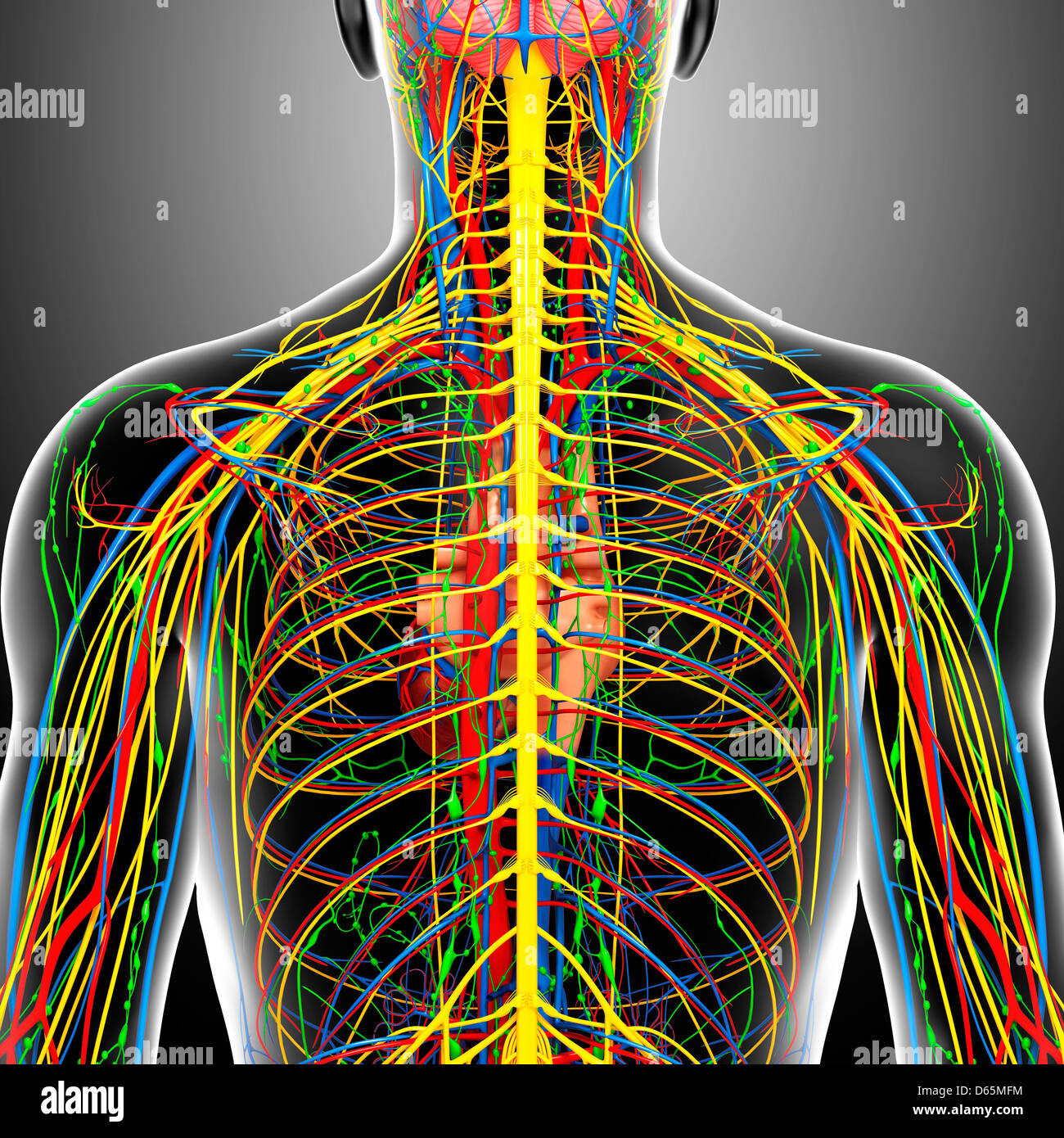 Back anatomy, artwork Stock Photo