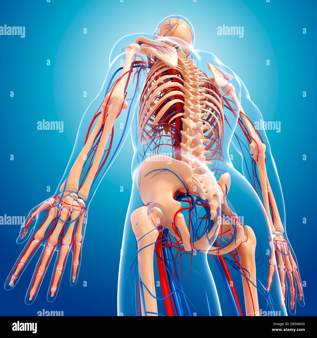 res stock photography and images Biology Diagrams
