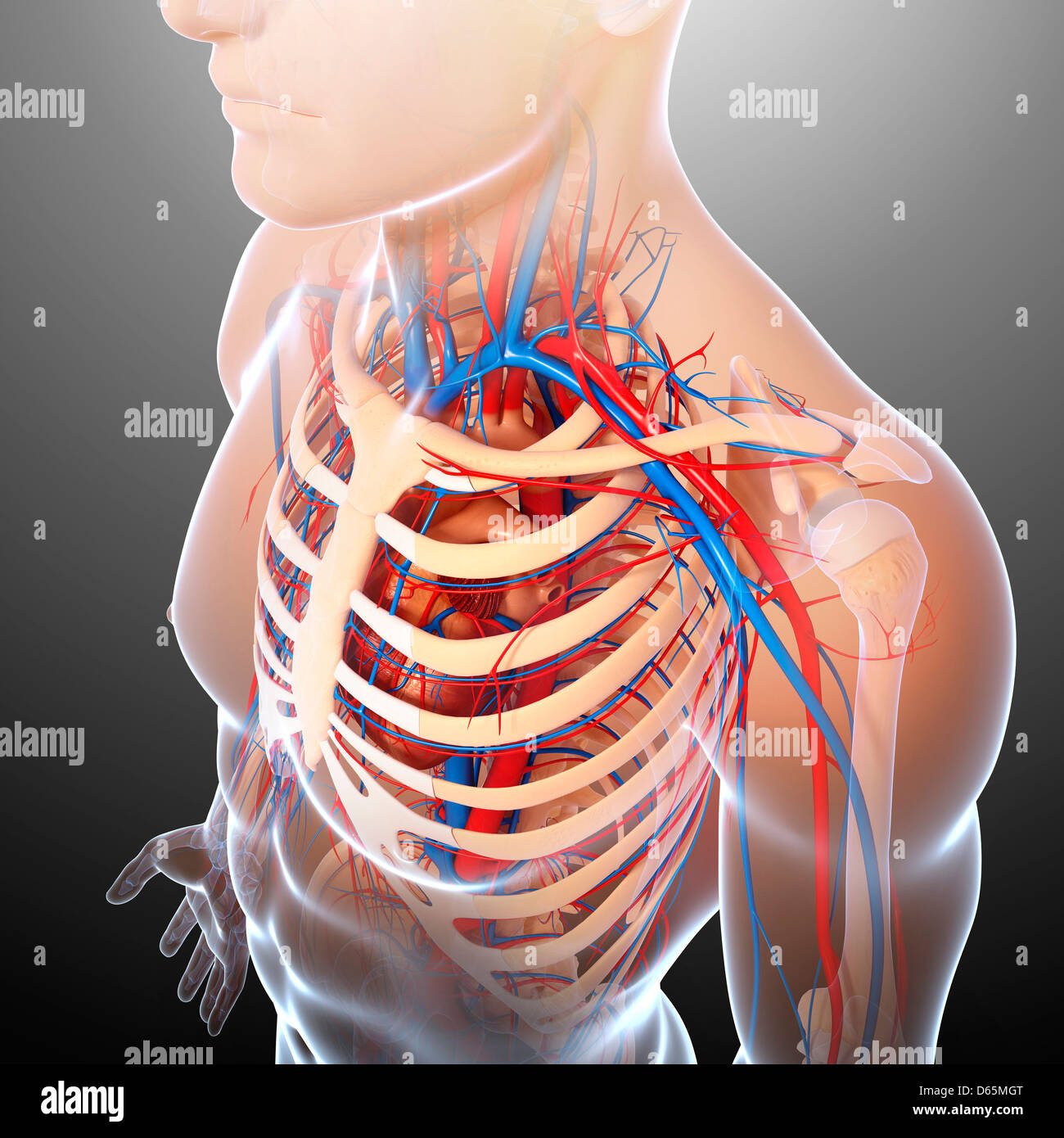 Upper Body Anatomy Artwork Stock Photo Alamy