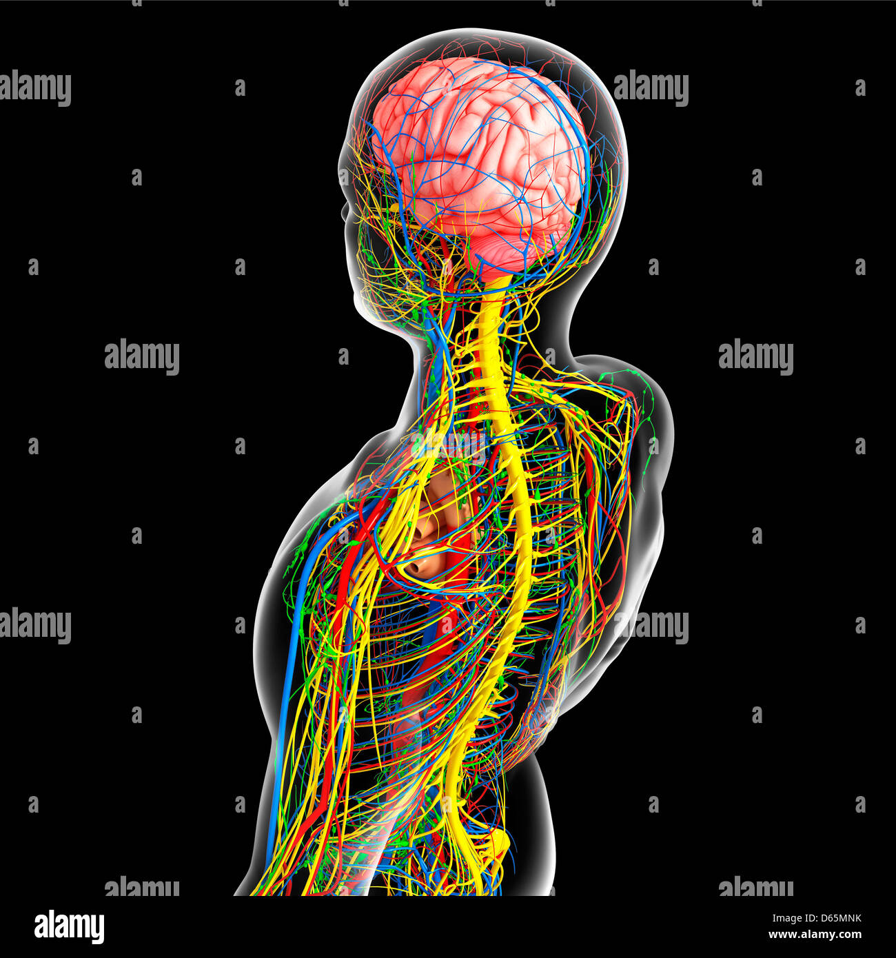 Upper body anatomy, artwork Stock Photo Alamy