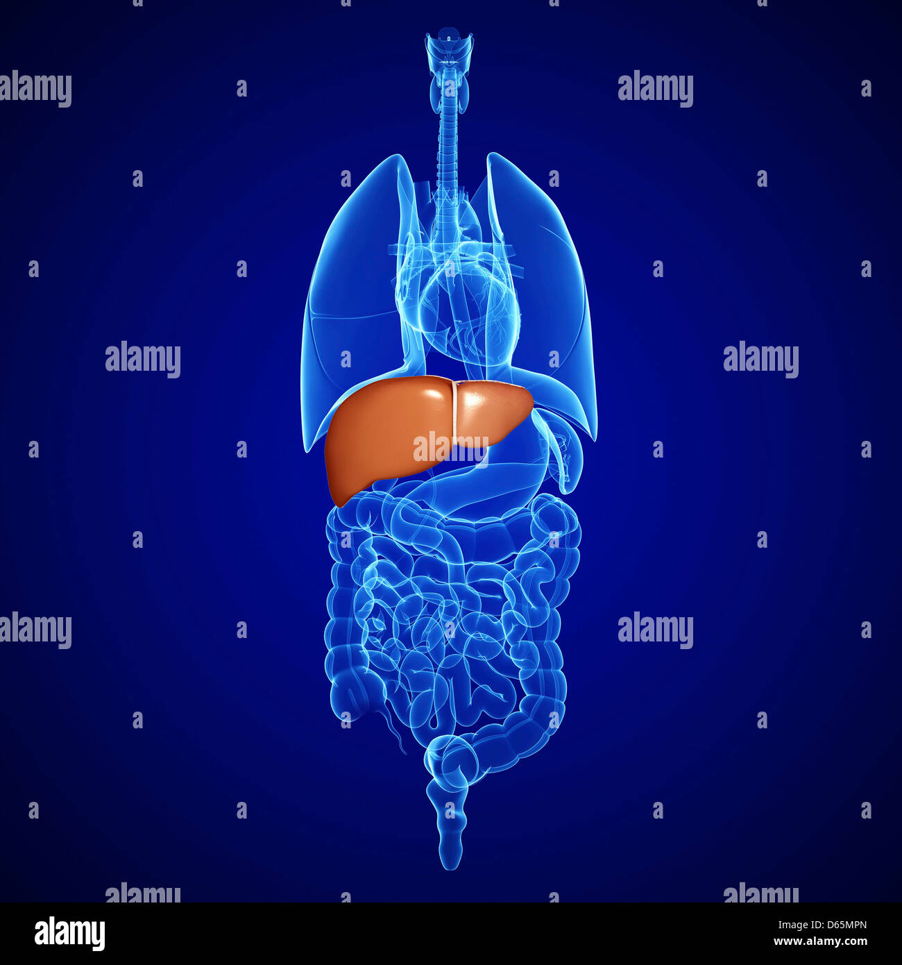 Healthy Human Liver High Resolution Stock Photography and Images - Alamy