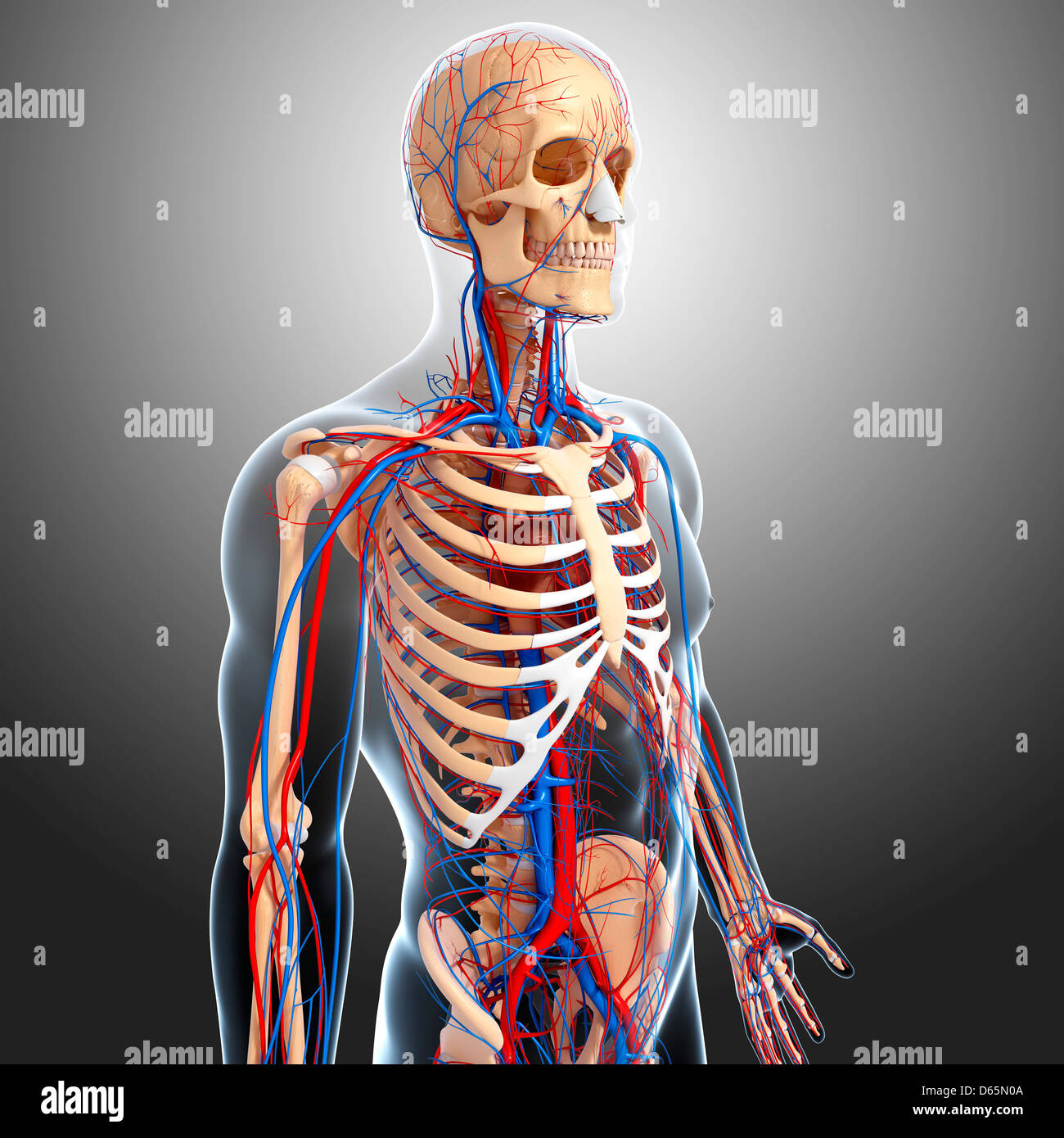 Upper Body Skeleton High Resolution Stock Photography And Images - Alamy