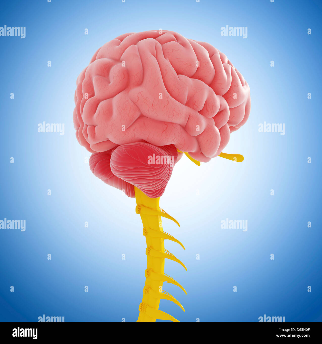 Central nervous system, artwork Stock Photo - Alamy