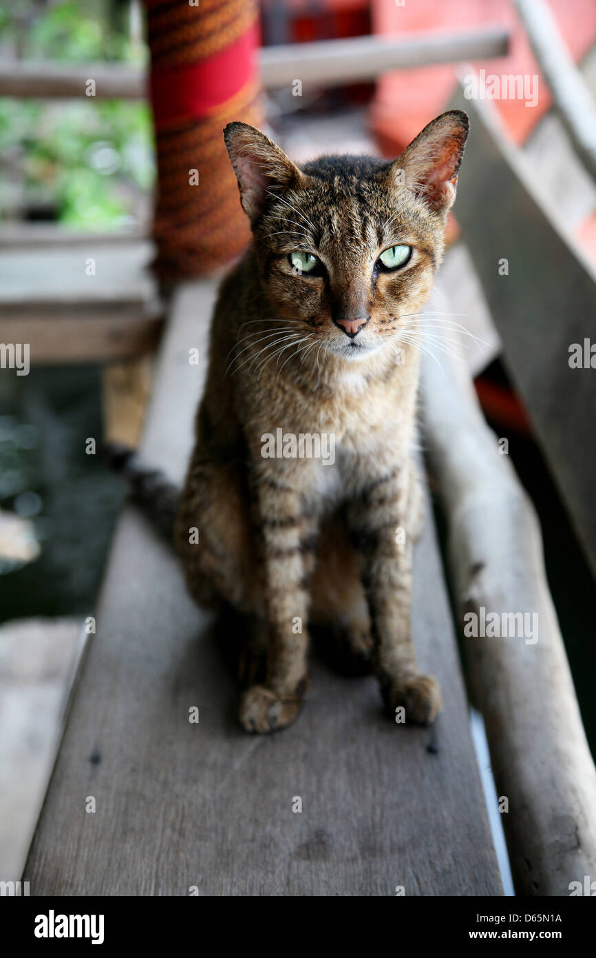 Cat with green eyes Stock Photo