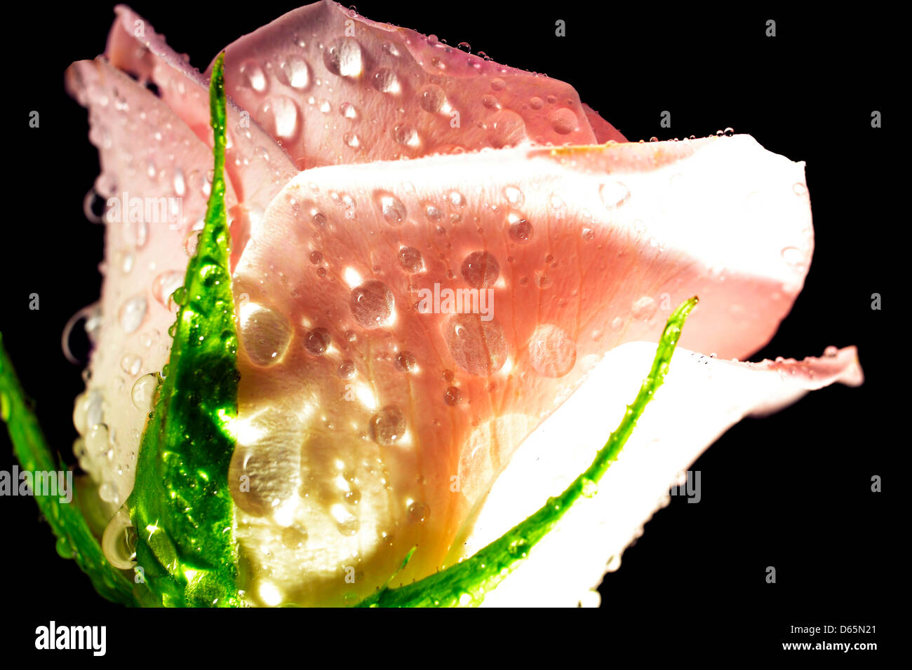 pink,rose,flower,dewdrop,rain Stock Photo