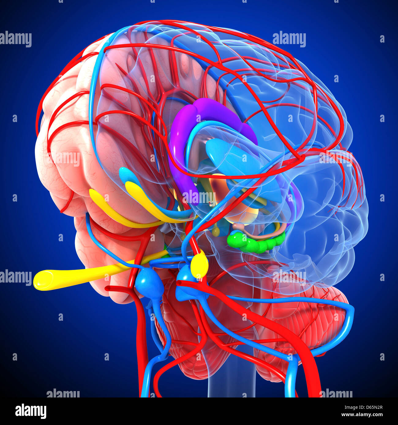 Brain anatomy, artwork Stock Photo