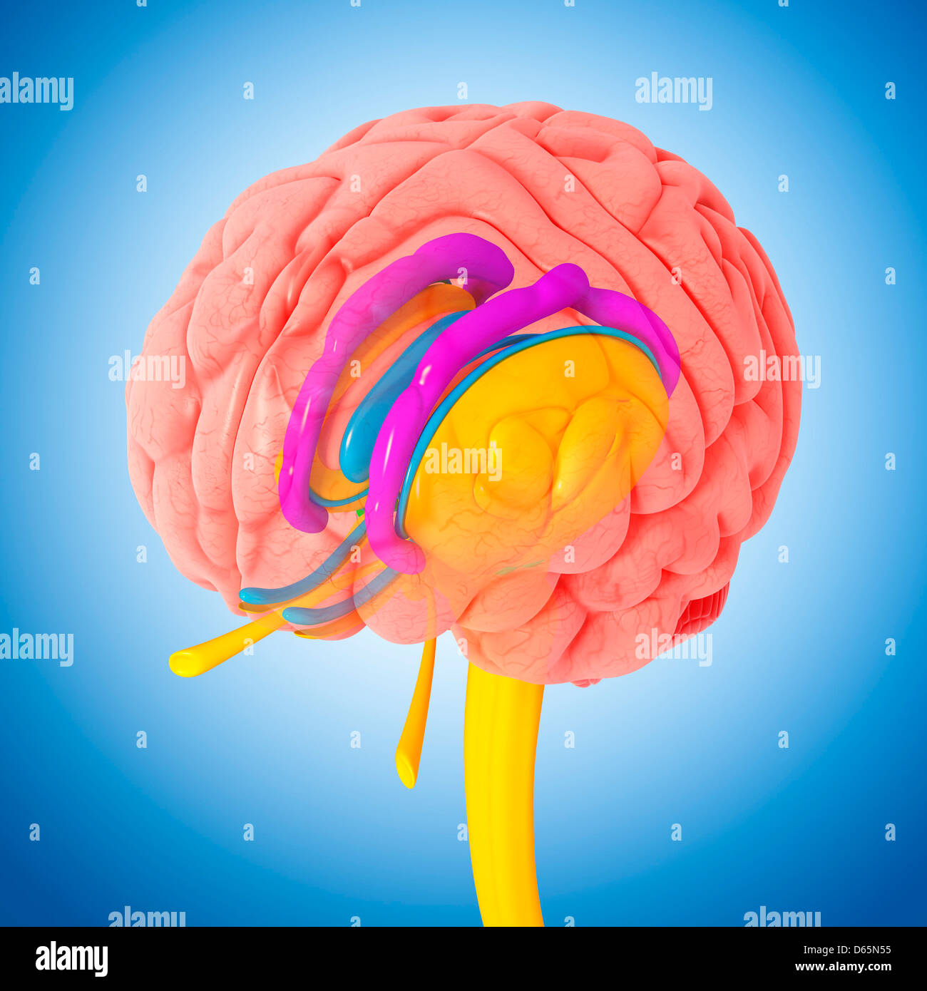 Brain anatomy, artwork Stock Photo Alamy