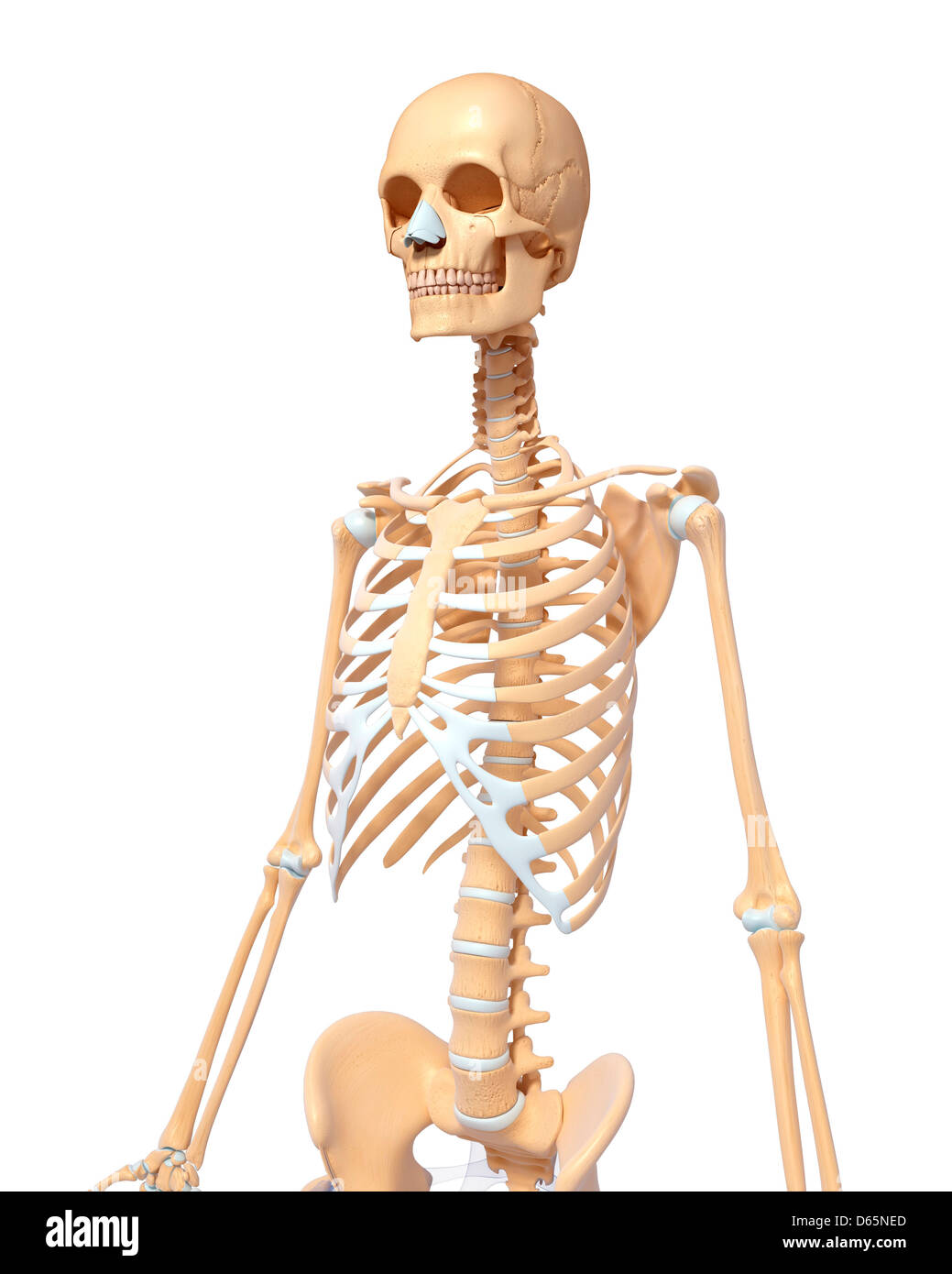 Human Skeleton Artwork Stock Photo Alamy Human Skeleton Artwork Stock Photo Alamy