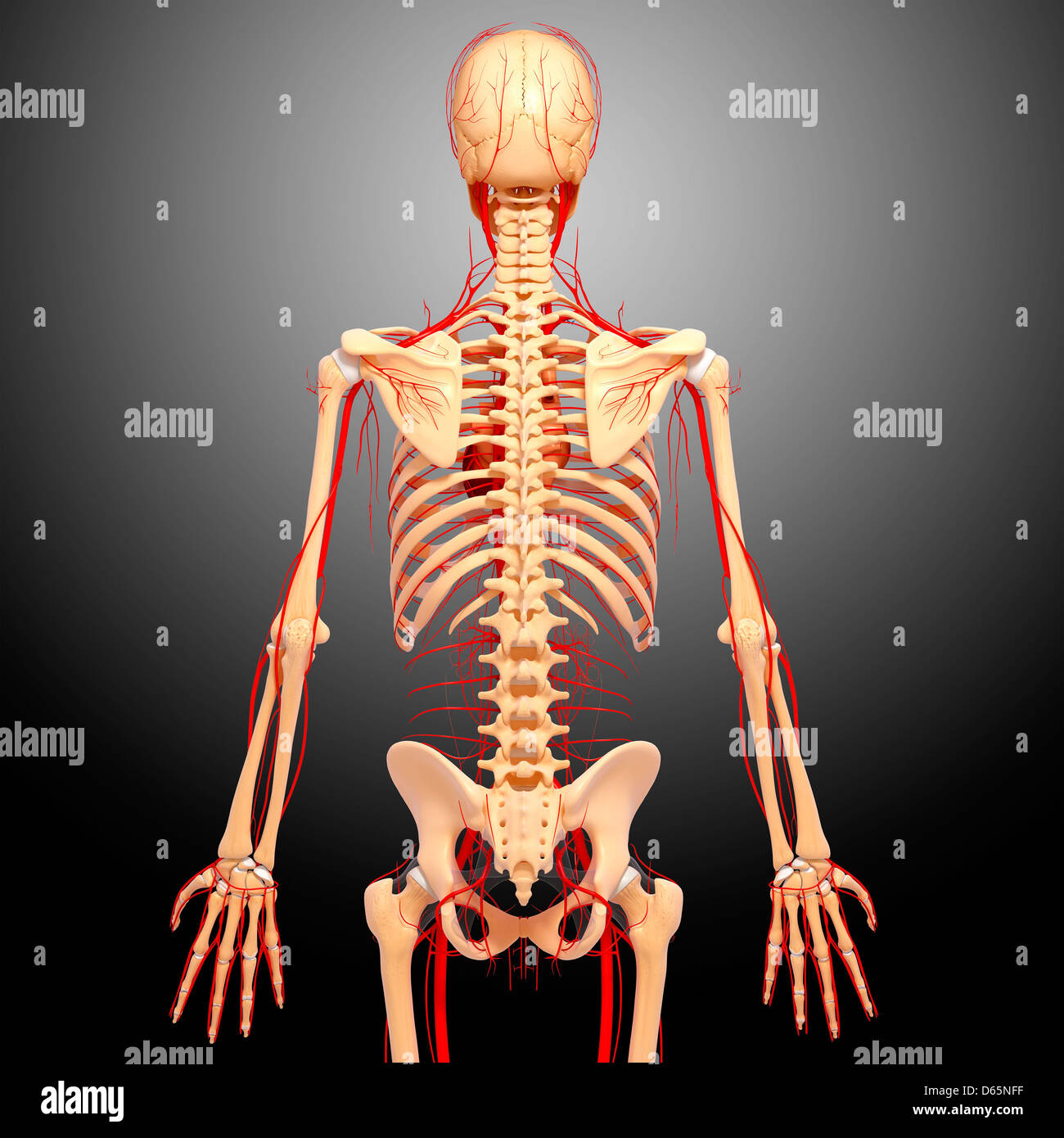 Arteries The Unsung Heroes Of Your Organ System - cp29v1q