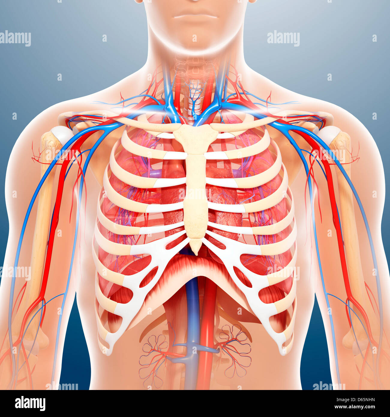 Chest Anatomy Stock Illustrations – 25,572 Chest Anatomy Stock  Illustrations, Vectors & Clipart - Dreamstime
