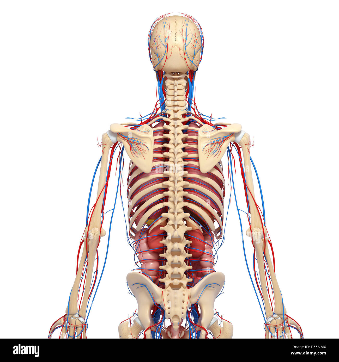 Human Anatomy Artwork Back View Stock Photos & Human Anatomy Artwork ... Biology Diagrams