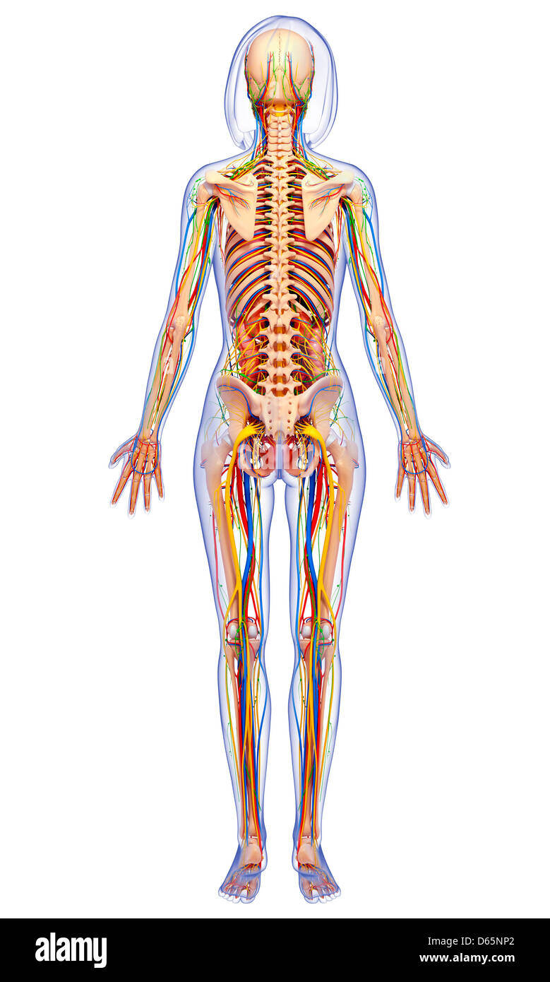 Female anatomy, artwork Stock Photo - Alamy