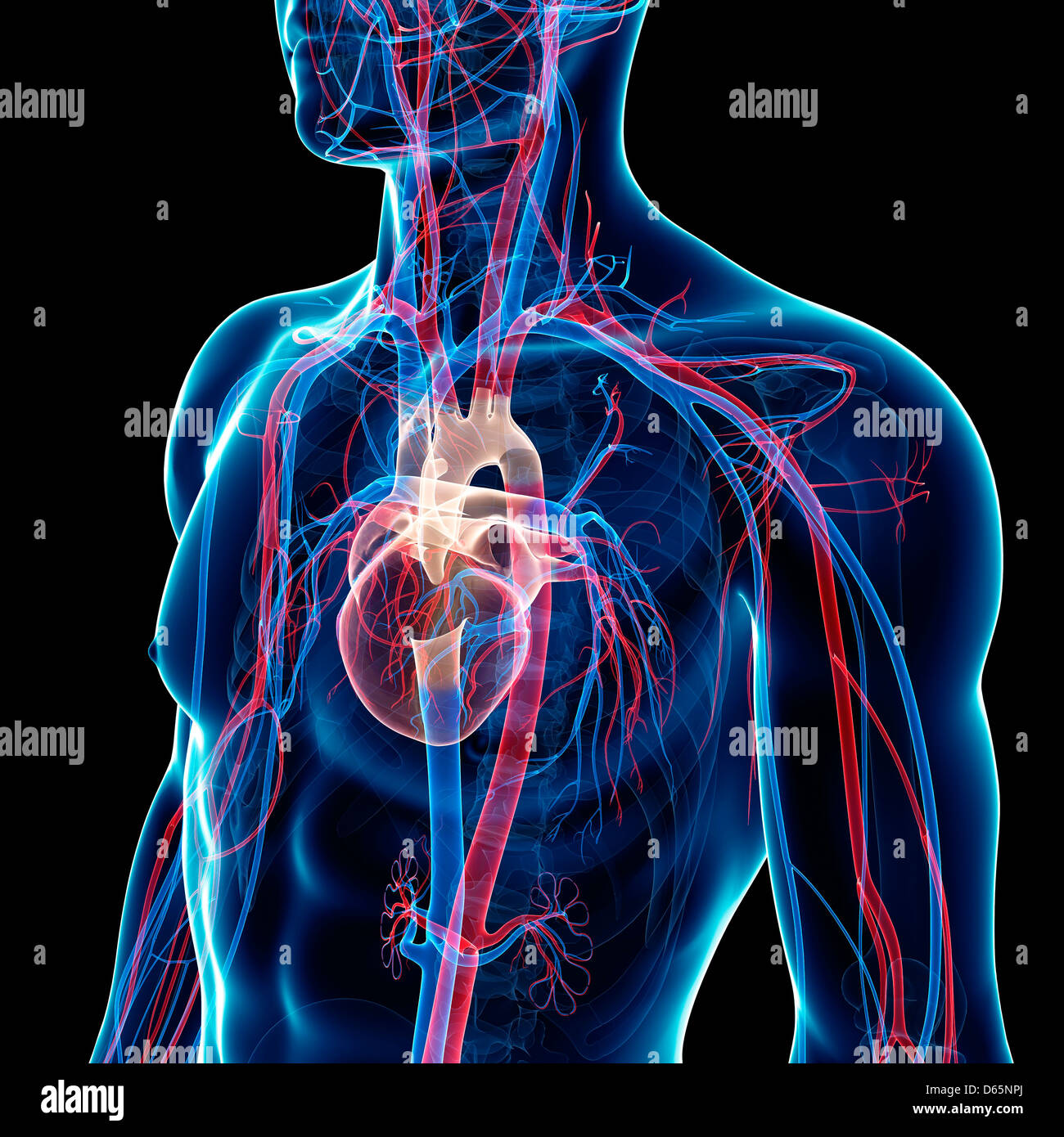 Male cardiovascular system, artwork Stock Photo