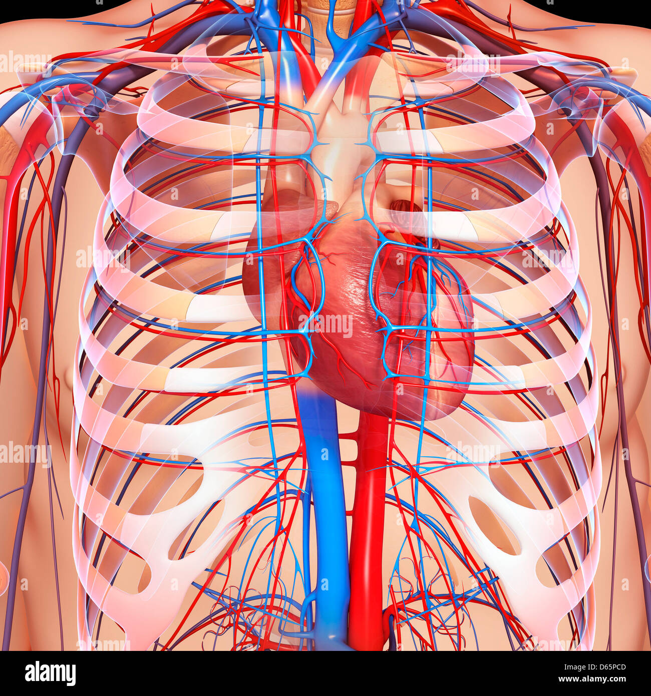 Chest anatomy, artwork Stock Photo - Alamy