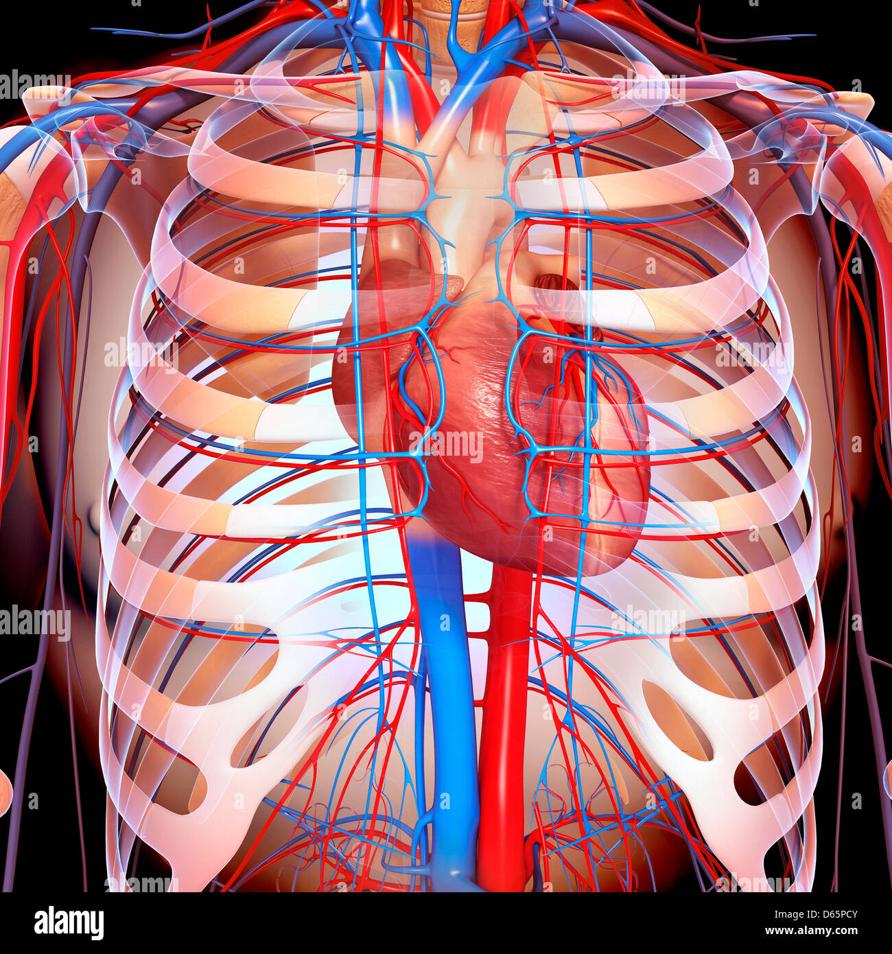 Chest anatomy, artwork Stock Photo Alamy