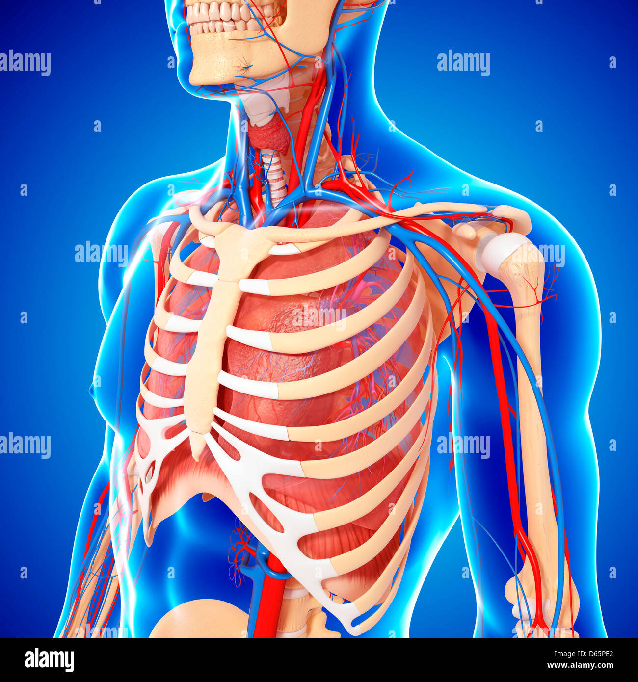 Upper body anatomy, artwork Stock Photo - Alamy