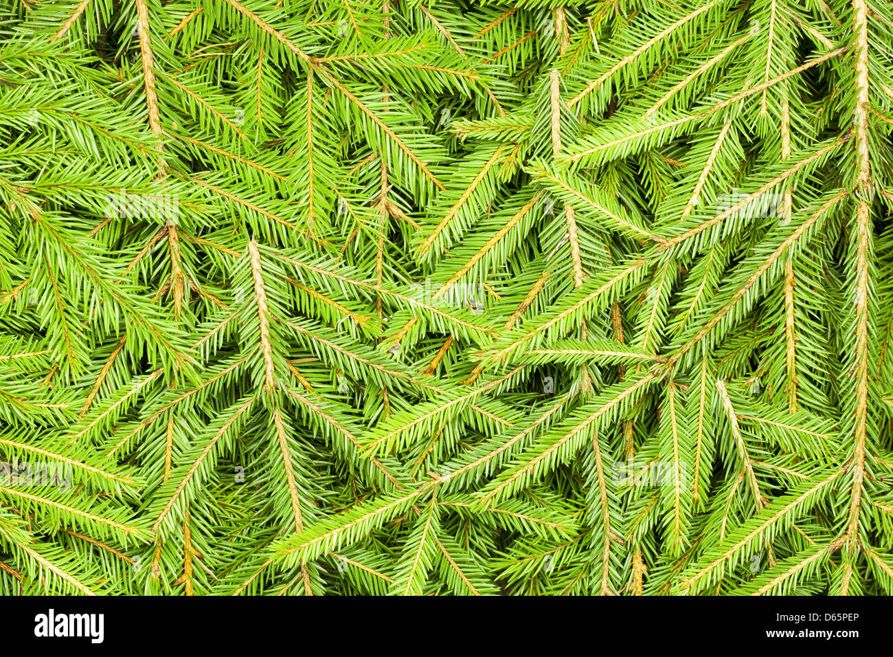 Background of spruce branches Stock Photo