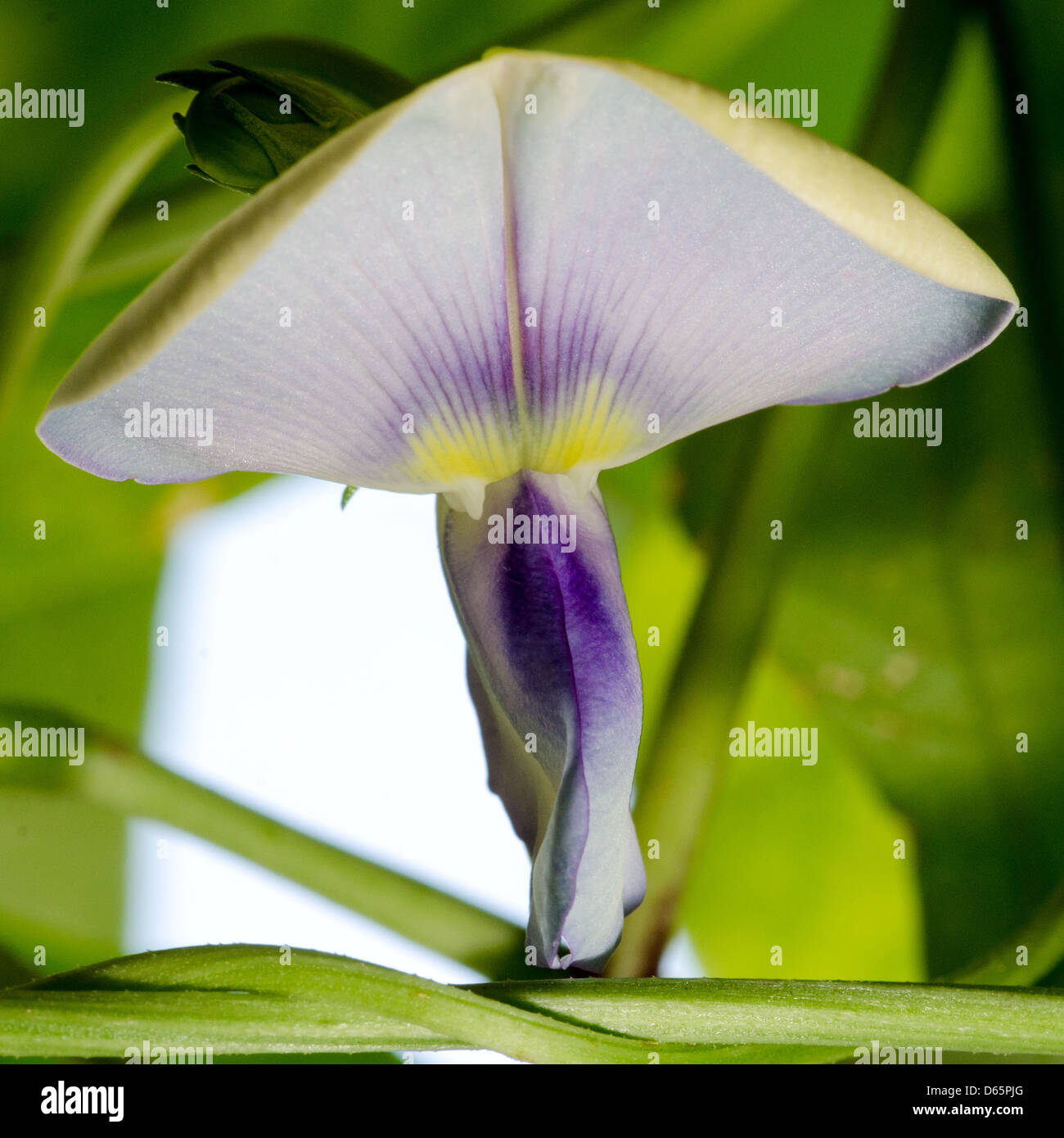 Green bean flower plant hires stock photography and images Alamy