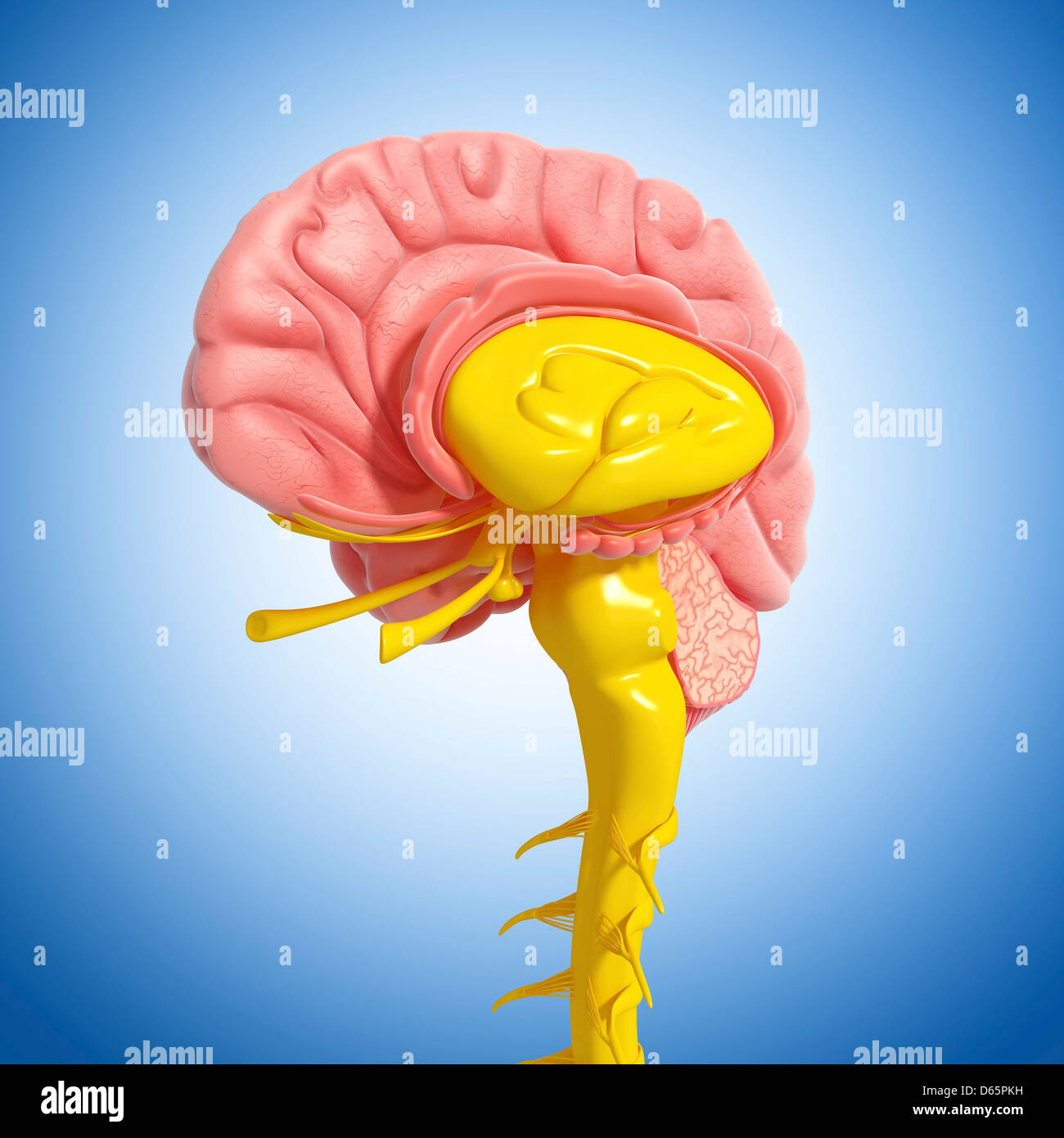 Brain anatomy, artwork Stock Photo - Alamy