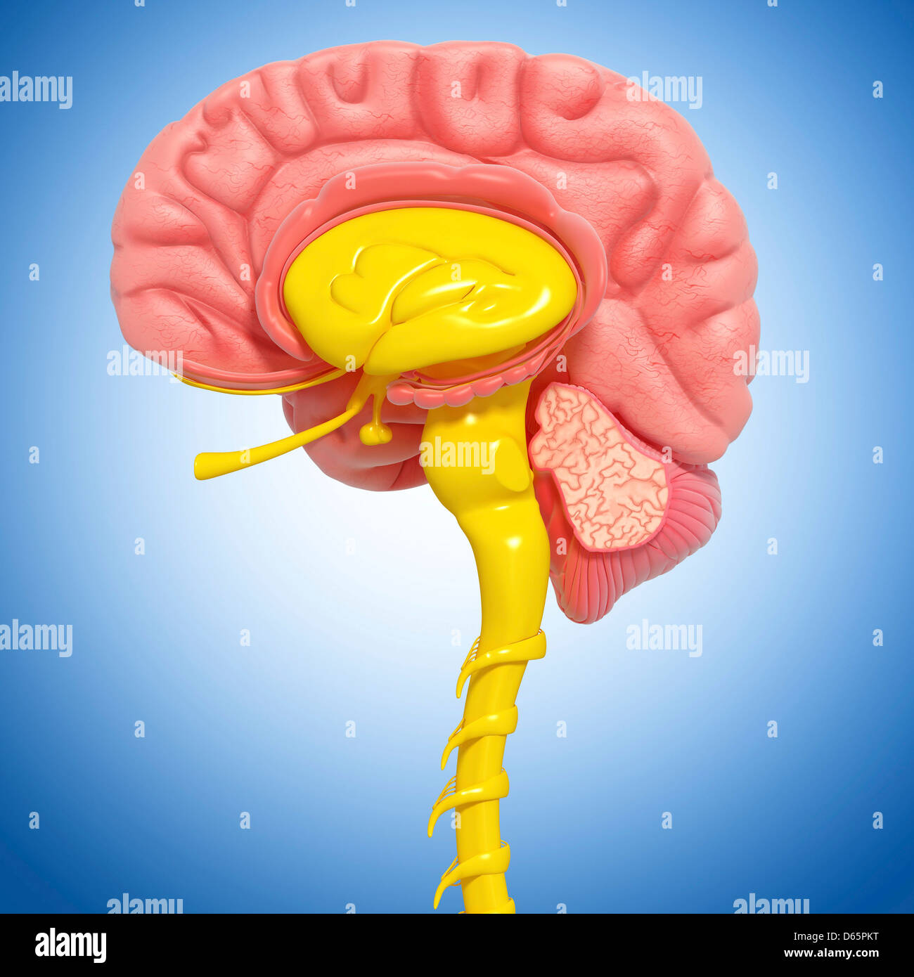 Brain Anatomy Artwork Stock Photo Alamy