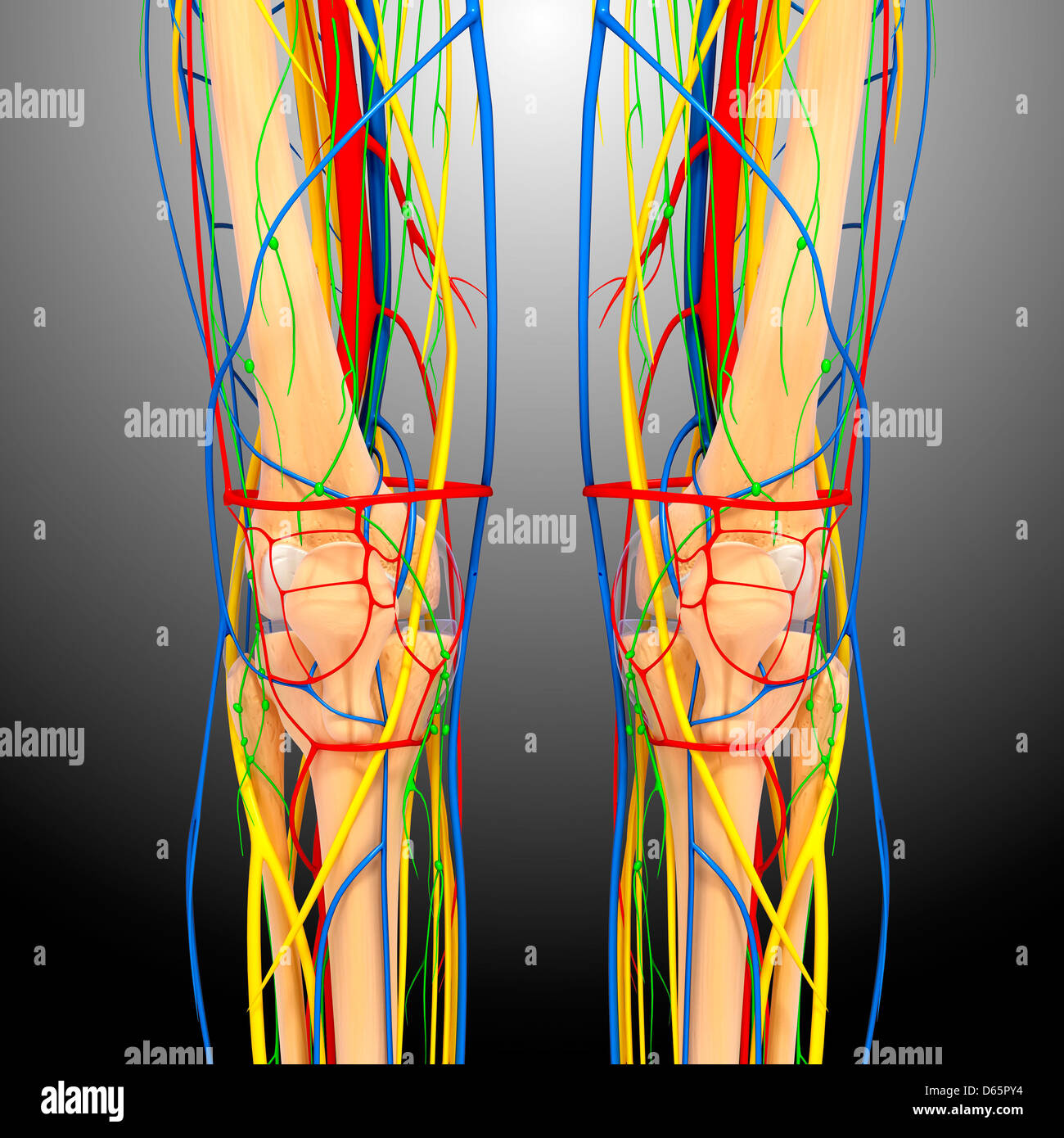 Knee anatomy, artwork Stock Photo - Alamy