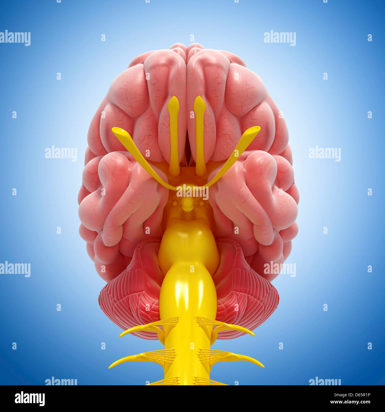 Brain anatomy, artwork Stock Photo Alamy