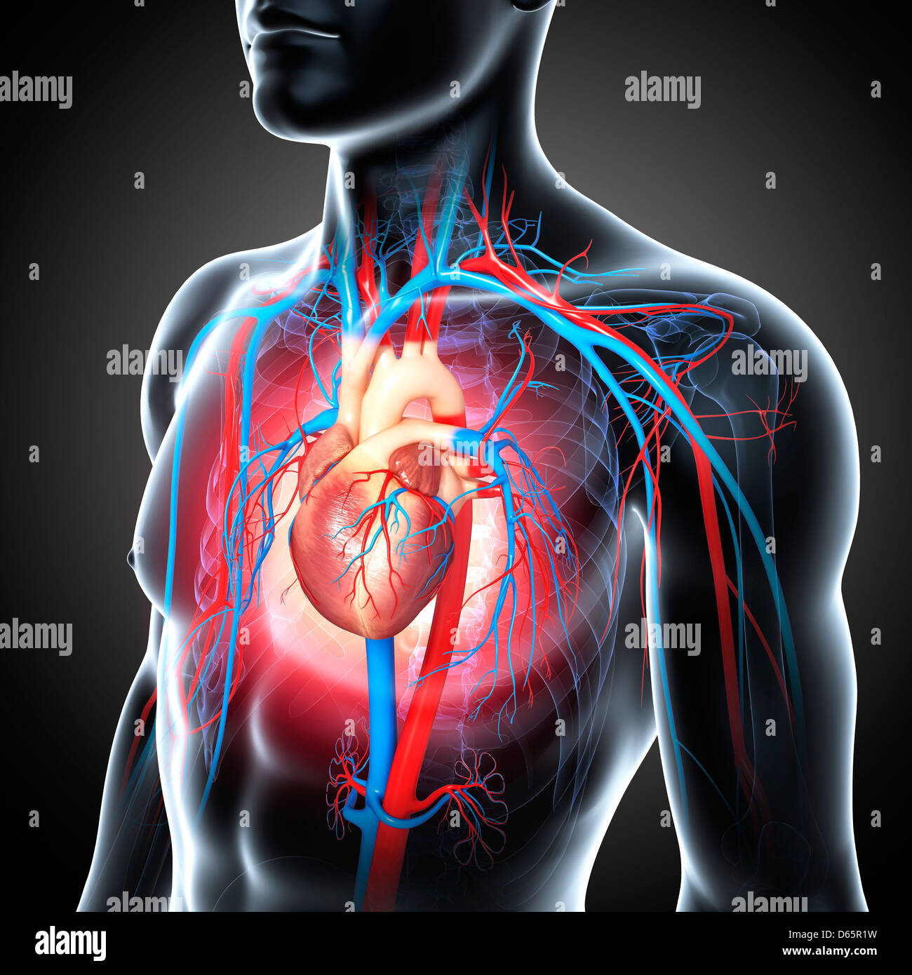 Male cardiovascular system, artwork Stock Photo