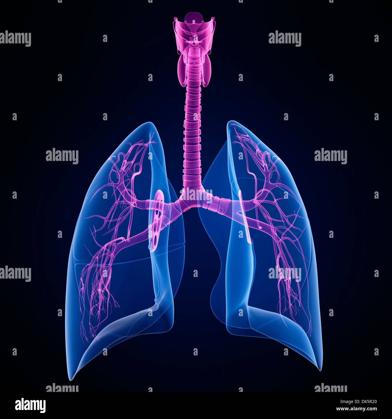 Human lungs and bronchial tree hires stock photography and images Alamy