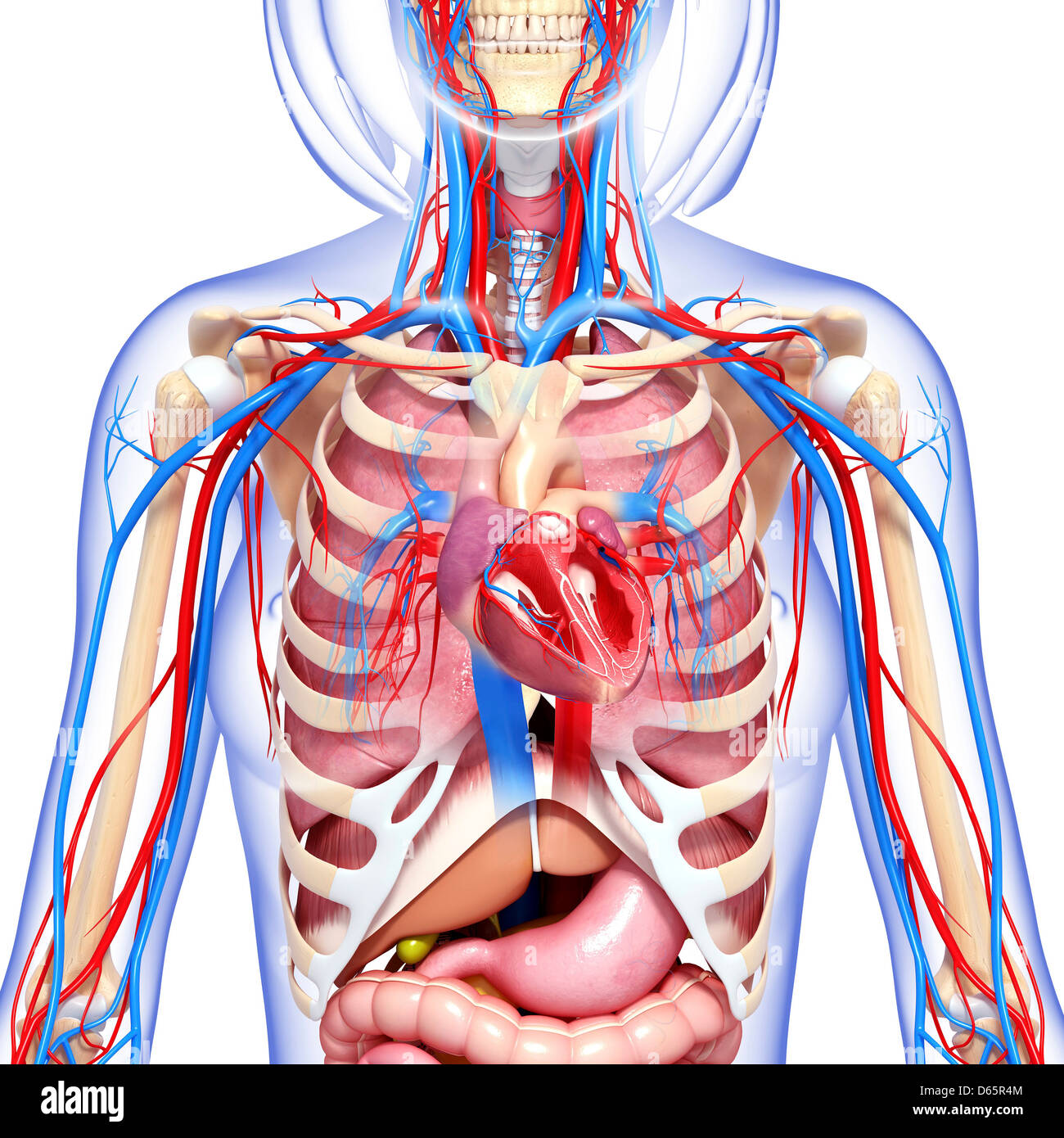 Female Chest Anatomy High Resolution Stock Photography and Images - Alamy