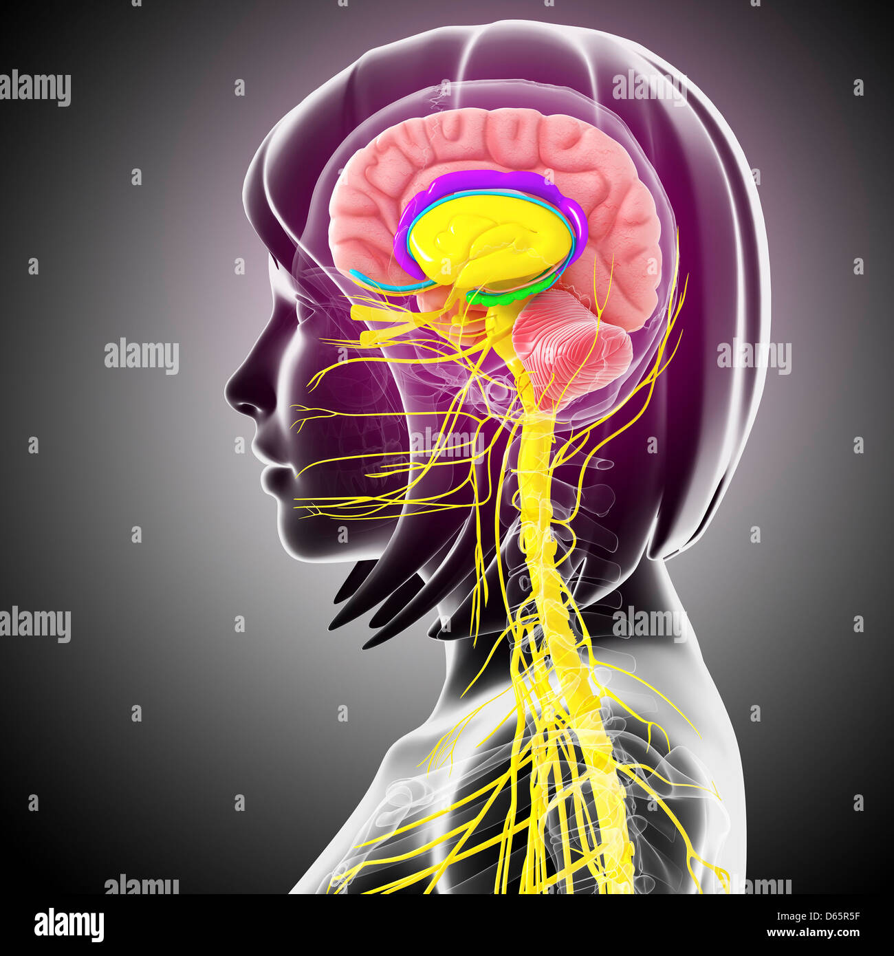 Brain anatomy, artwork Stock Photo