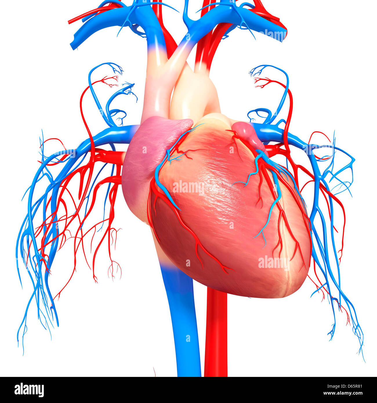 Human heart hires stock photography and images Alamy