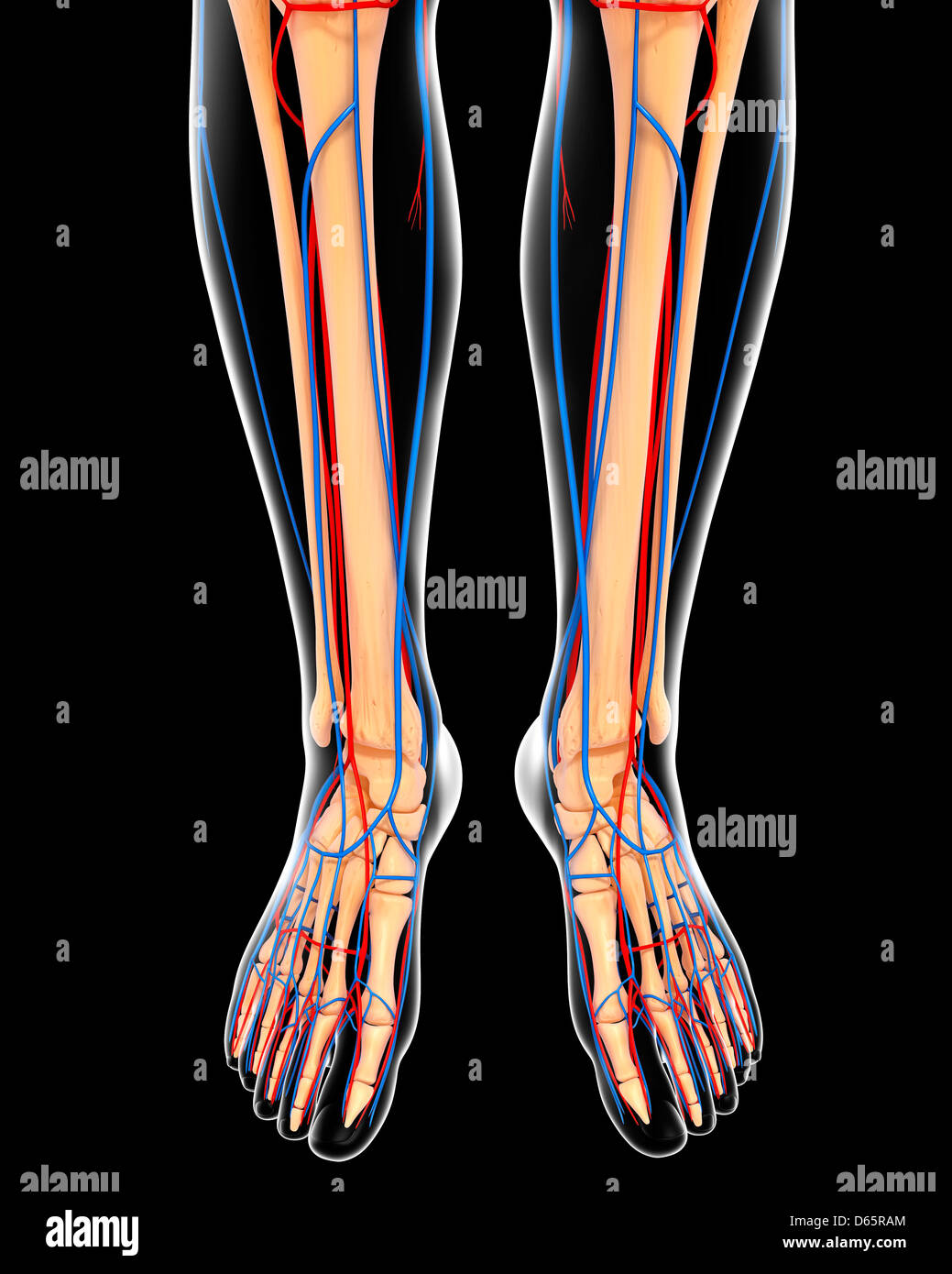 Human Legs Anatomy High Resolution Stock Photography and Images - Alamy