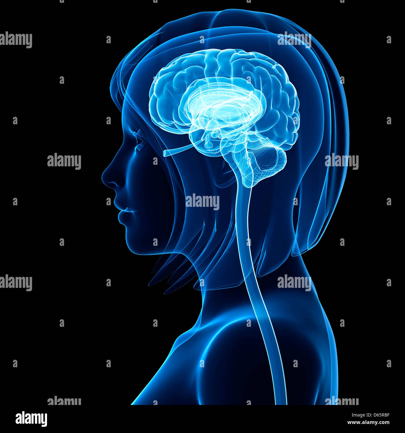 Brain anatomy, artwork Stock Photo