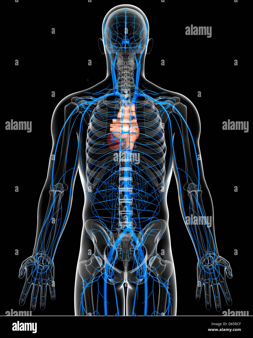 res stock photography and images Biology Diagrams