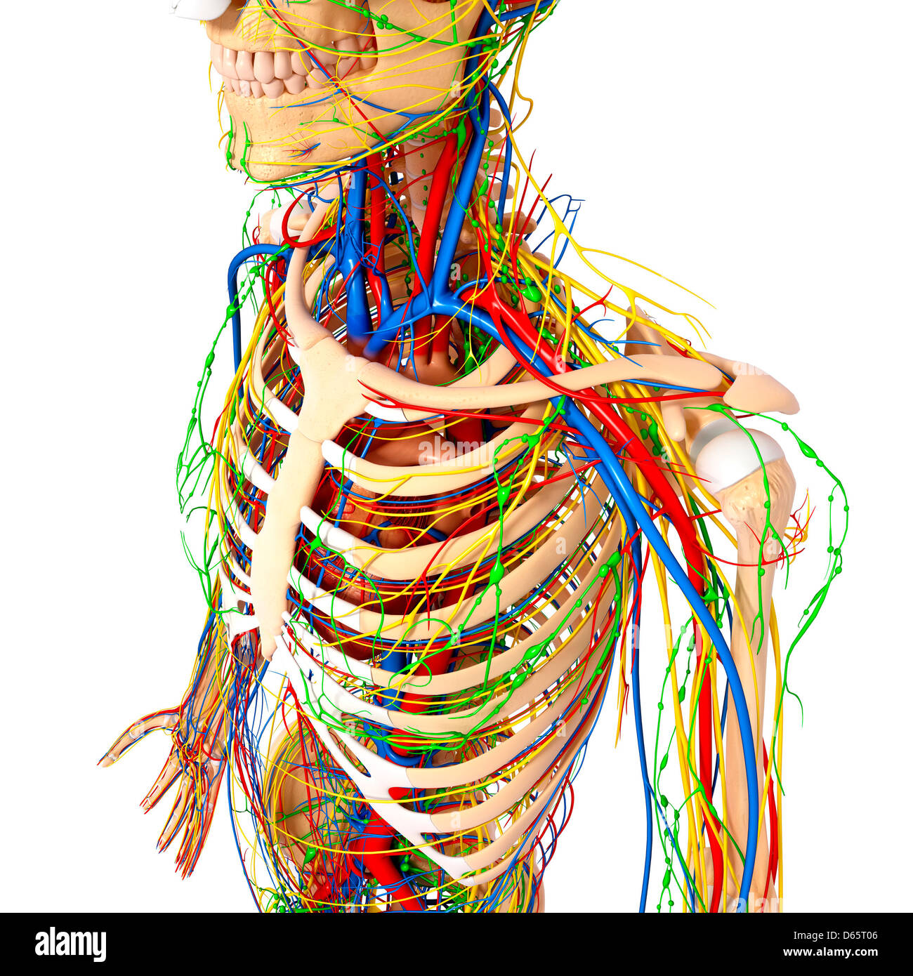 Upper body anatomy, artwork Stock Photo - Alamy