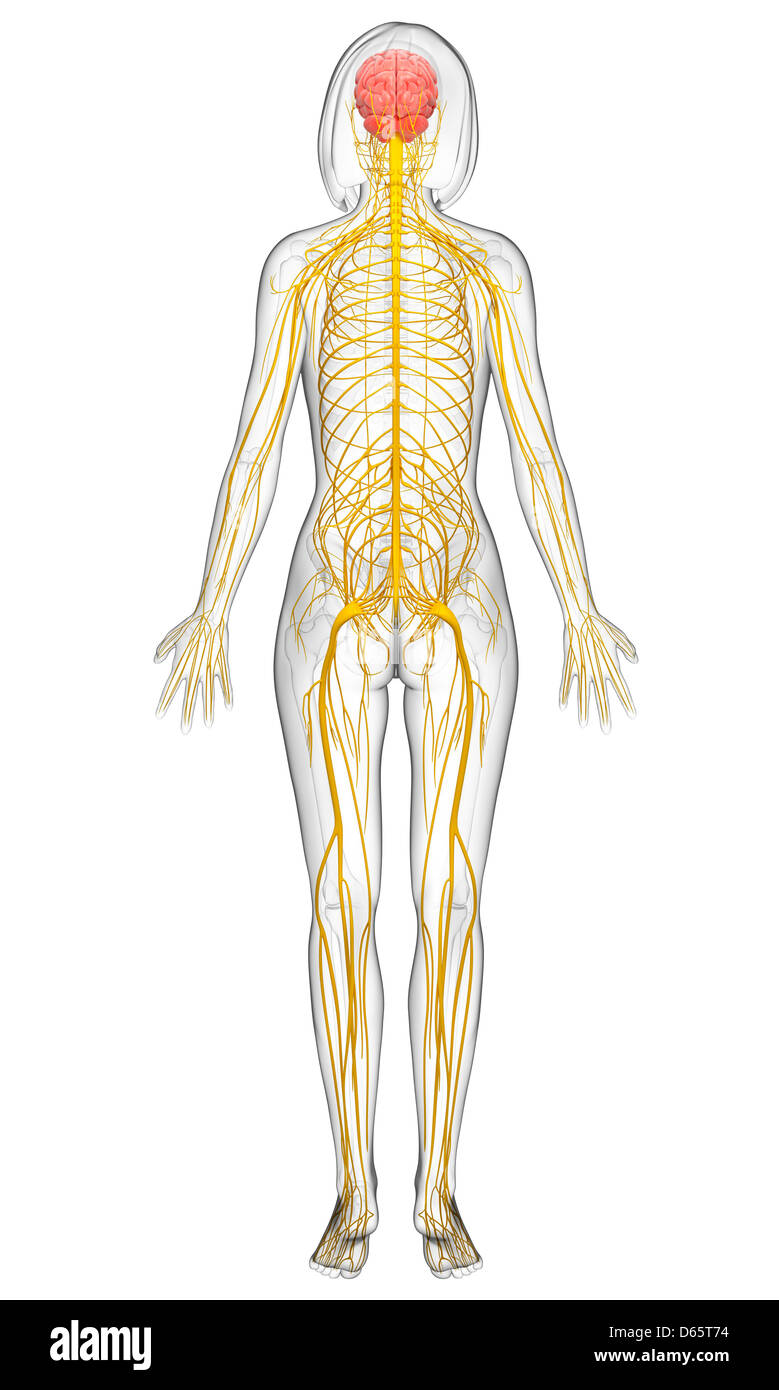 Female nervous system, artwork Stock Photo